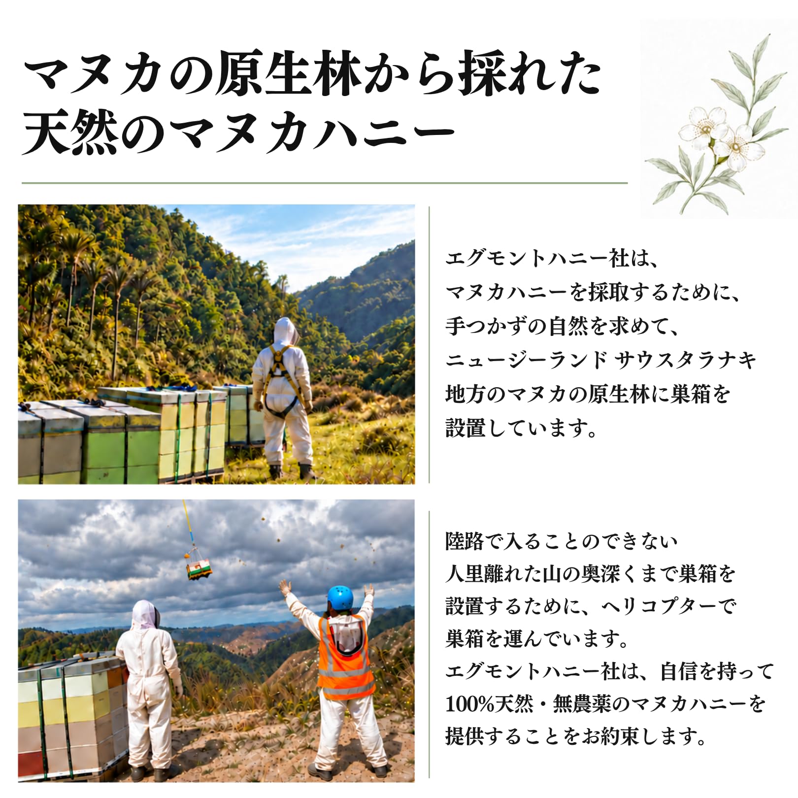 Amazon.co.jp: Eggmont Honey, Manuka Honey, UMF25+/MGO1200+, 8.8 oz