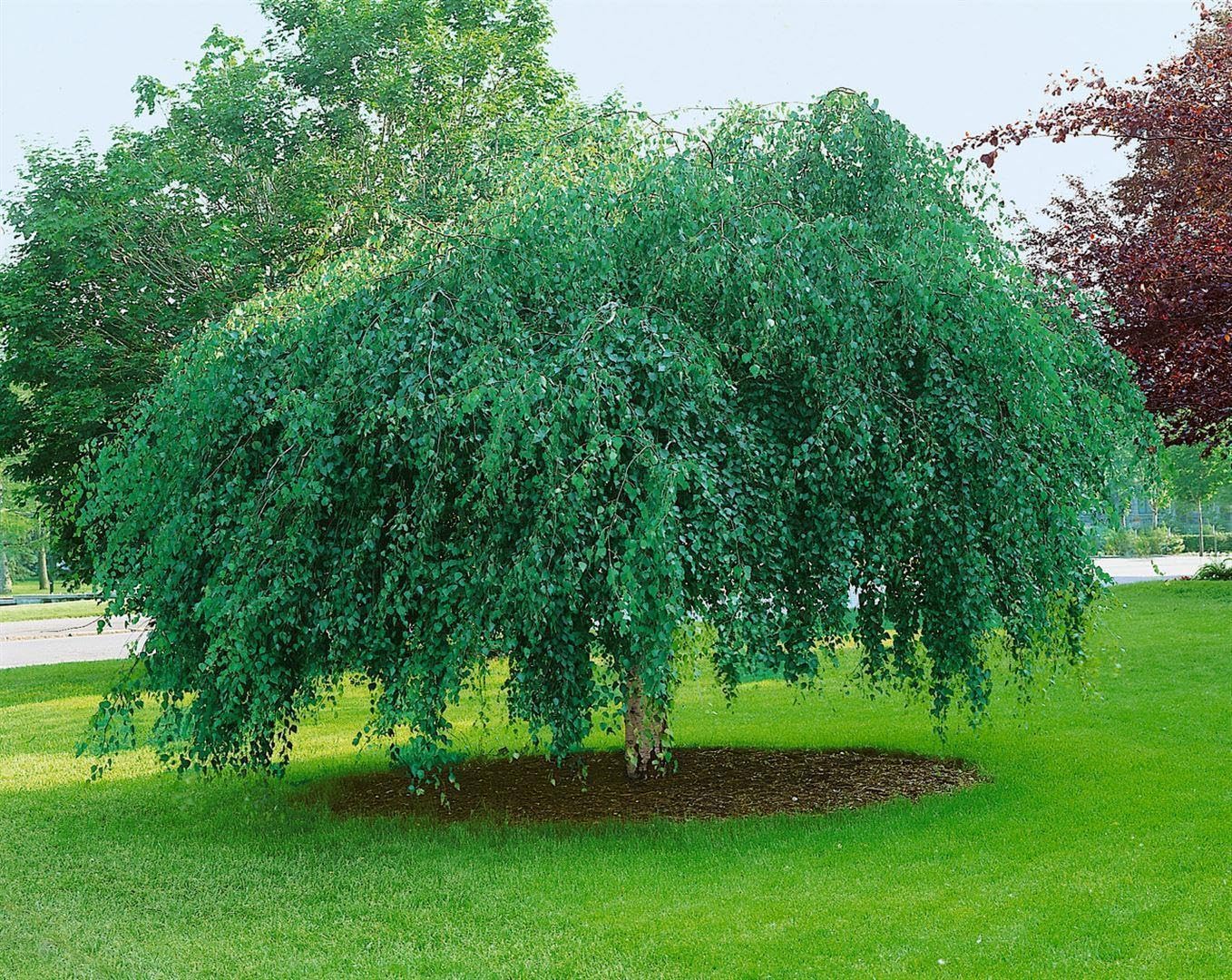 Betula pendula 'Youngii' Sta C15 korona jednoczęściowa. 180- brzoza płacząca "Youngii", mrozoodporna, niemiecka jakość szkółki drzewnej, w doniczce dla optymalnego wzrostu