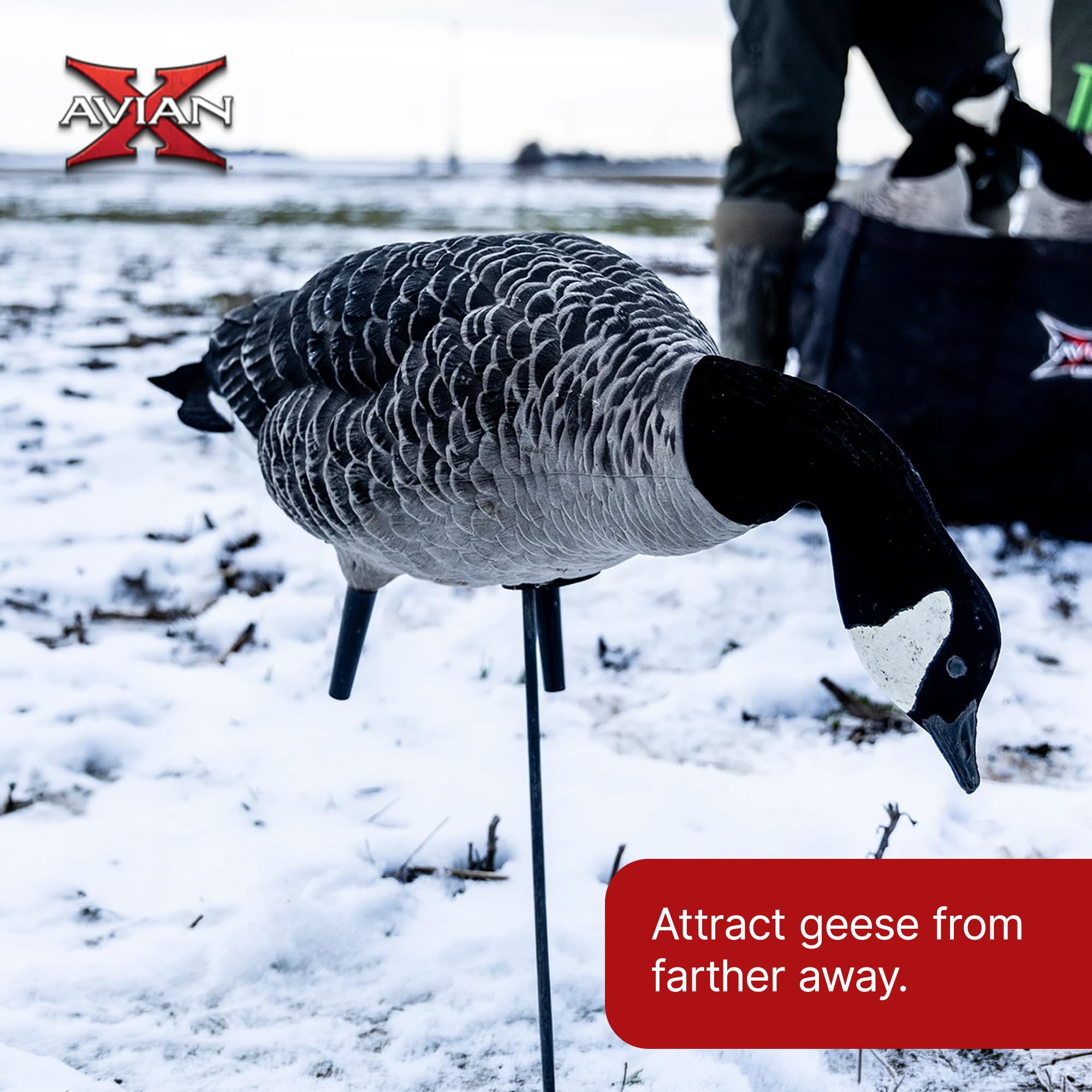 Amazon.com: Avian X AXF Lessers Full Body Goose Decoys with 12