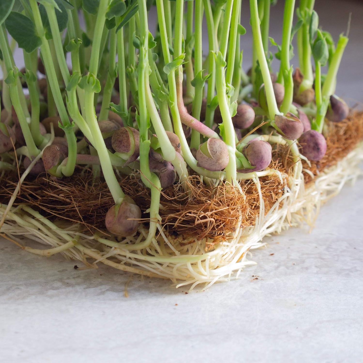 Arivka Pea Seeds - 25 Lb Bulk ~57,600 Seeds - Non-GMO Green Pea Seed - Microgreens & Farm, Garden Cover Crop - AKA: Arivka Field