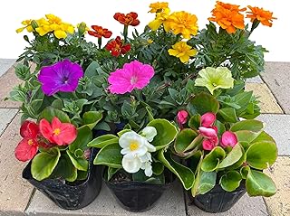 Amazon Co Jp 花の苗