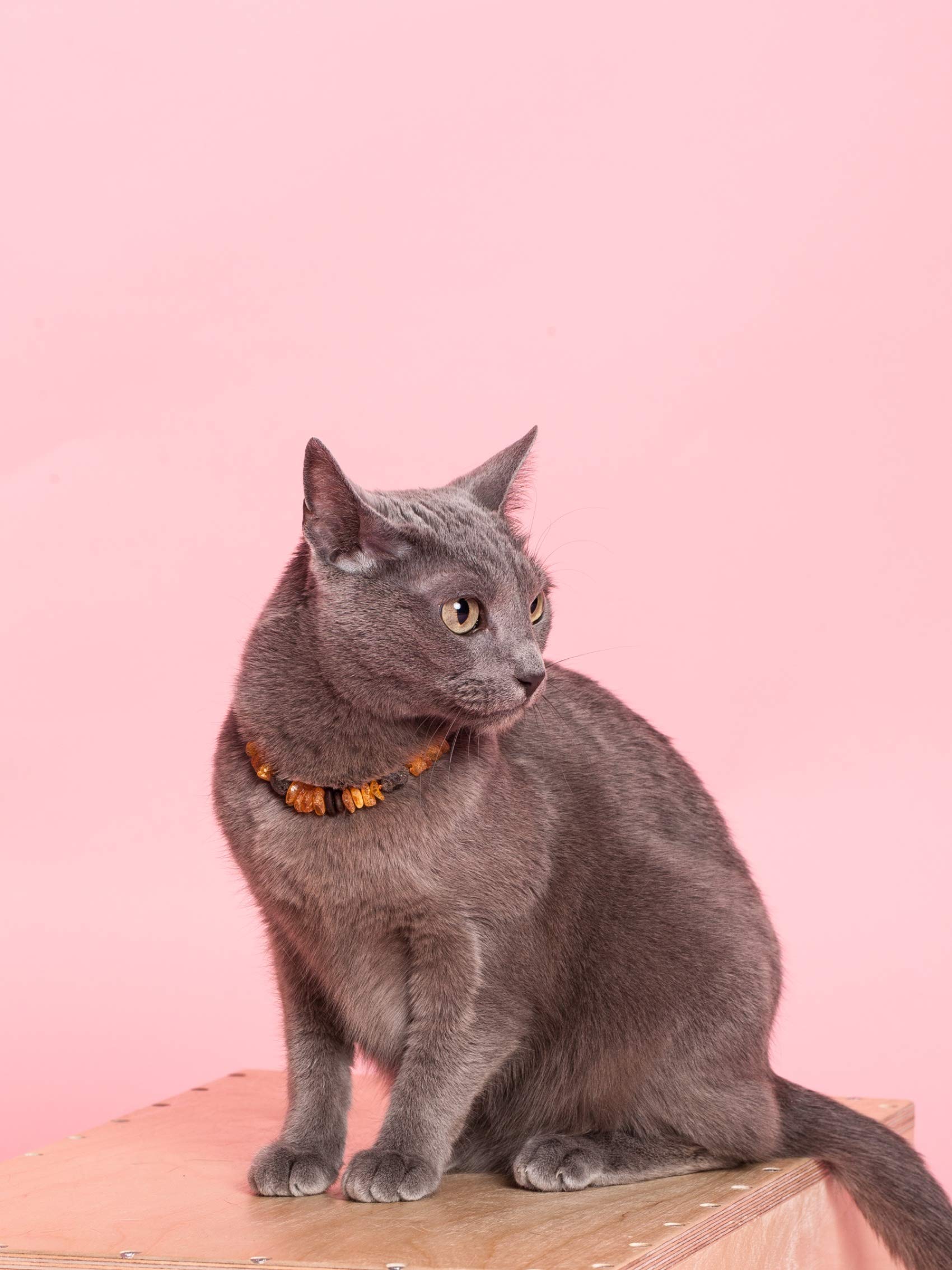 Bernsteinkette Hund & Katze – Verstellbares Bernsteinhalsband – Bernstein Halsband für große & kleine Hunde und Katzen (35-40 cm)