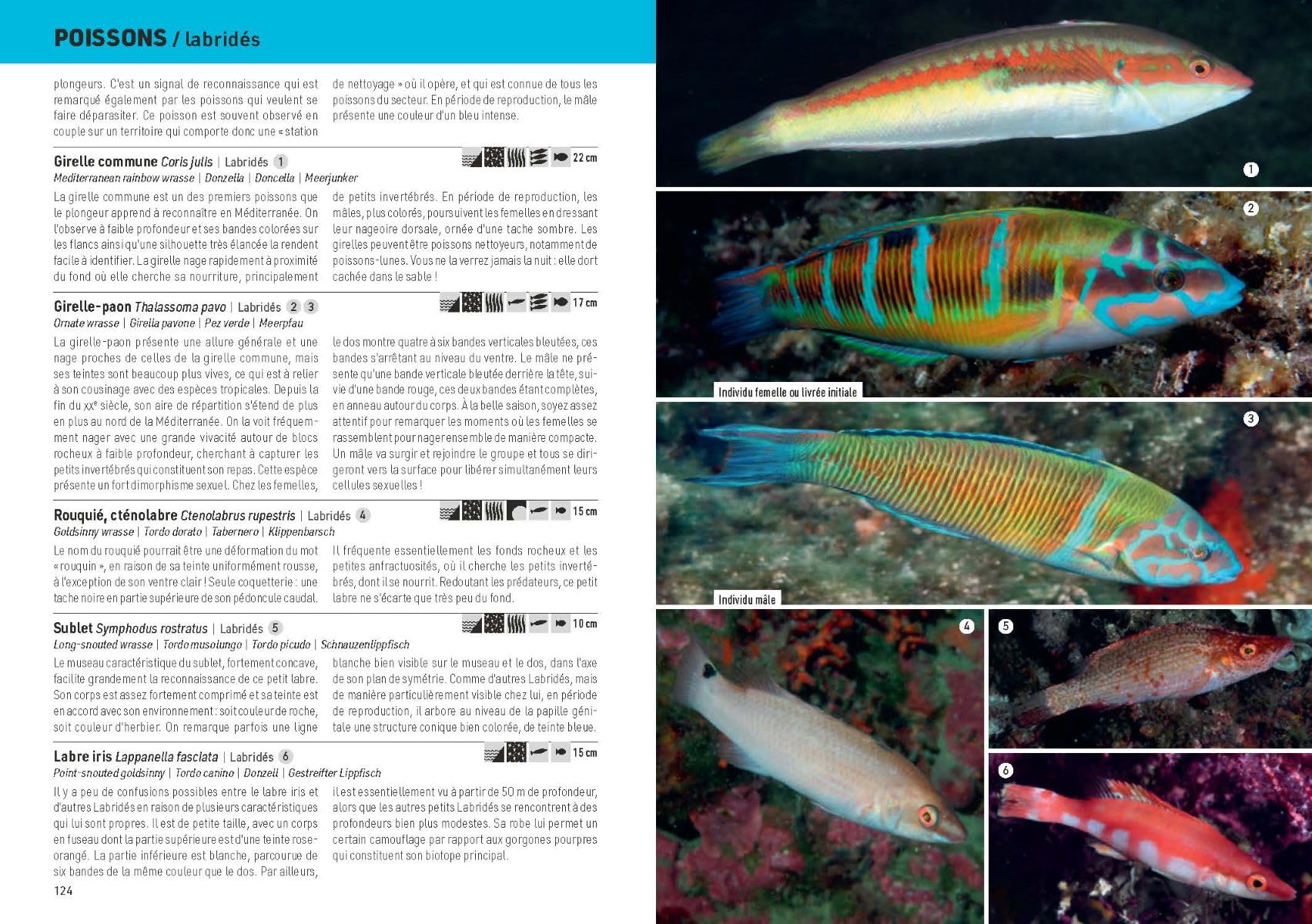 Méditerranée sous-marine: Guide de la faune et de la flore