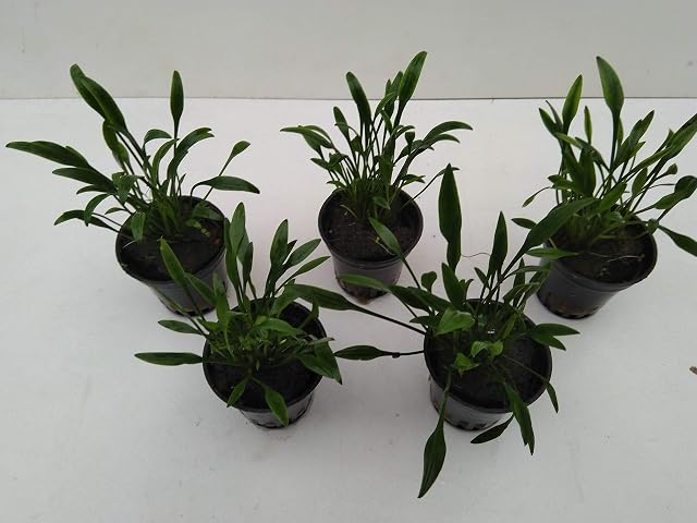 Foto 2 de 3 de 1 maceta de Cryptocoryne Parva / pequeño jarrón de agua para plantas de acuario, primer plano Nano