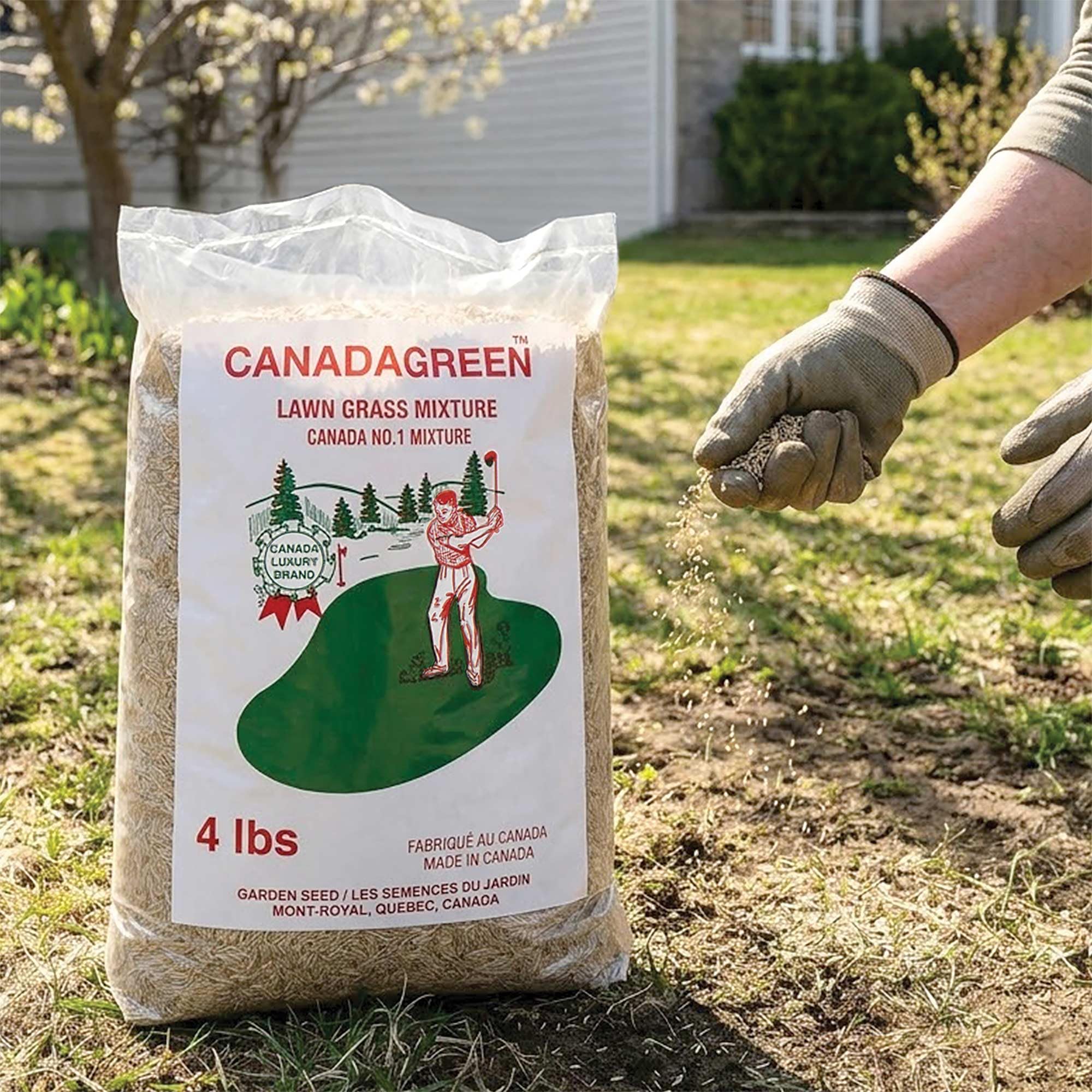 Amazon.com : Canada Green Grass Lawn Seed - 4 Pound Bag Grows Healthy Rich  Green Fast Growing Grass Lawn Seed Plants Yard Garden : Patio, Lawn & Garden