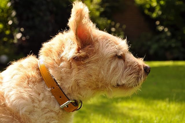Foto 8 de 8 de Schnüffelfreunde Collar de Perro de Cuero (XL - 46-55cm, Beige)