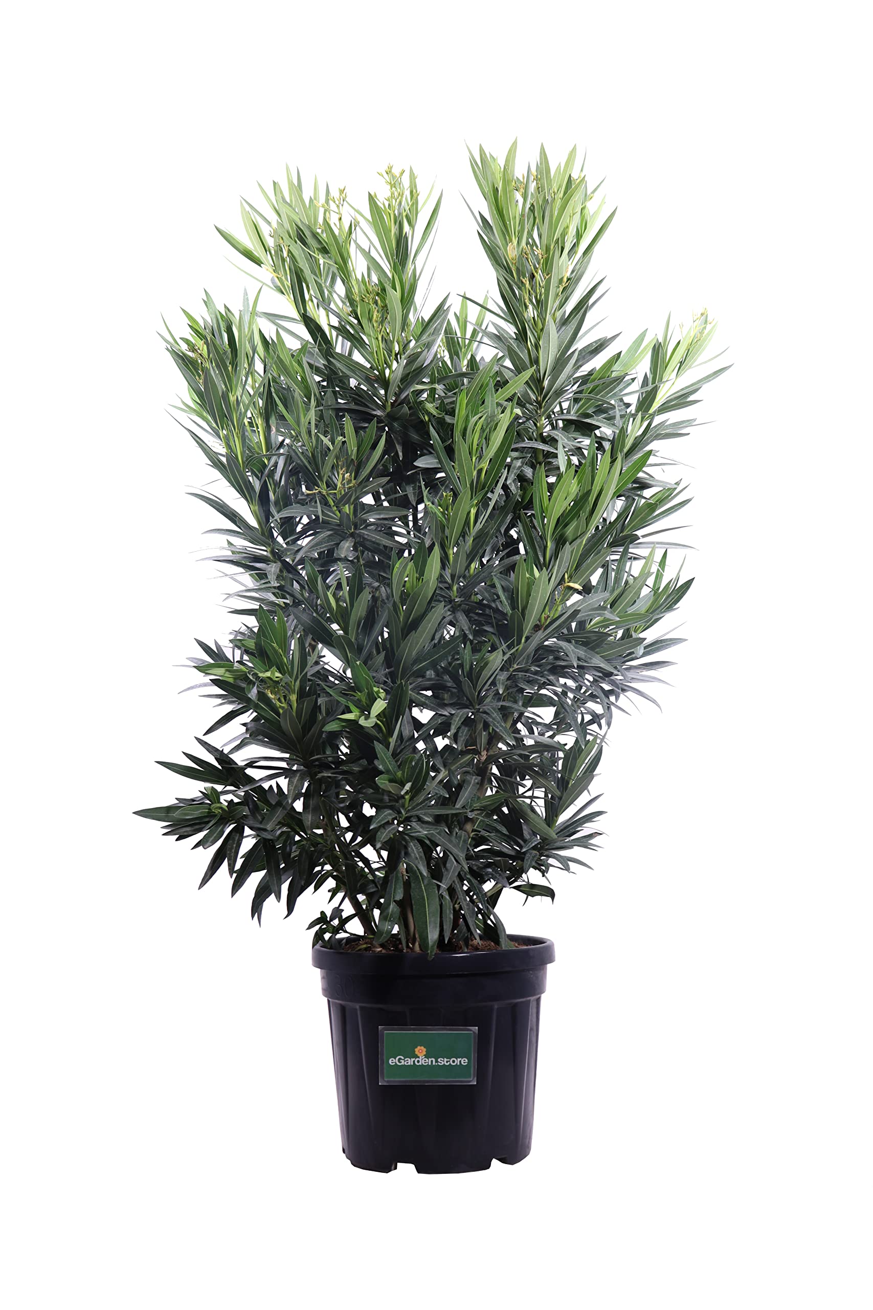 Pianta di Oleandro Pianta di Nerium Oleander pianta da esterno pianta da giardino pianta da fiore pianta ornamentale di Oleandro pianta vera venduta da eGarden.store (Angiolo Pucci v.40 cm)
