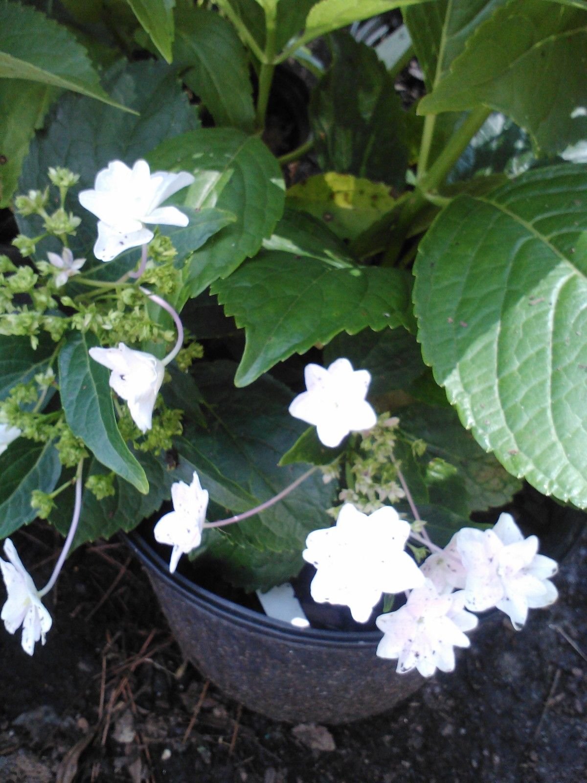 Pixies Gardens (Liner)-Fuji Waterfall Hydrangea (Hanabi Hydrangea) Unusual White Blooms Cascading Effect. Liner Size Plant Shipped in Plastic Bag Or 3" Pot.