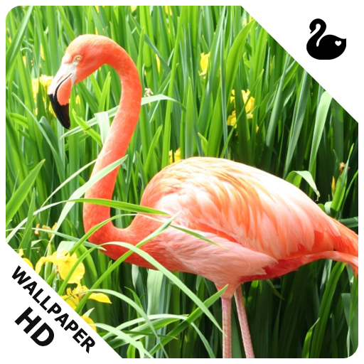 Flamingo Wallpaper Amazon
