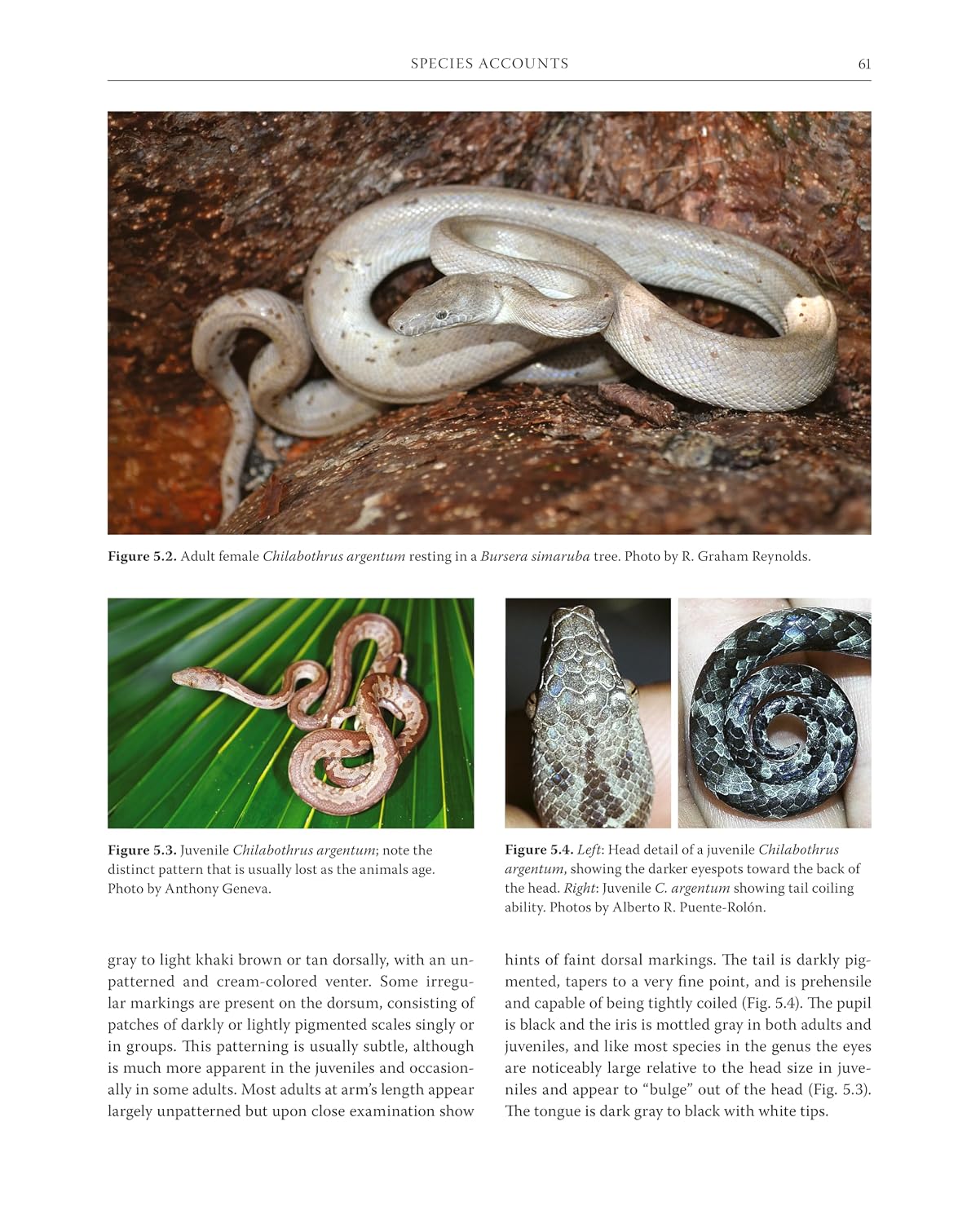 Boas of the West Indies: Evolution, Natural History, and Conservation