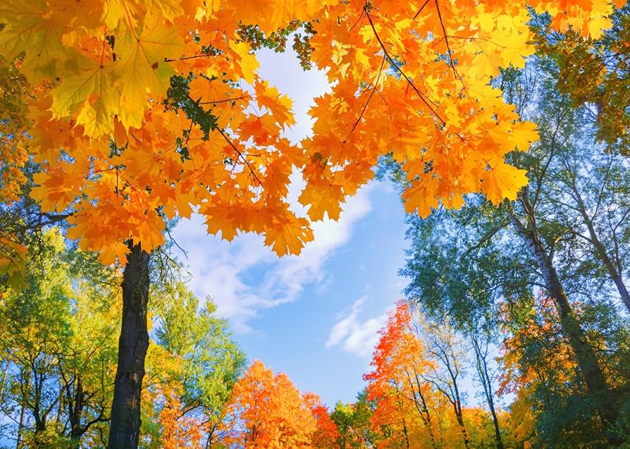 Amazon.com%20:%20Loccor%2015x10ft%20Fabric%20Autumn%20Landscape%20Backdrop%20Yellow%20Color%20%20Tree,%20Red%20Orange%20Leaves%20Heart%20Shape%20Sky%20Abstract%20Autumn%20Beauty%20Scene%20%20Background%20for%20Fall%20Harvest%20Party%20Decorations%20Photo%20Props%20:%20Electronics