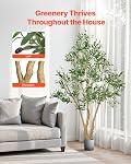 Arbre d'Olivier Artificiel VEVOR 6FT avec Pot Noir, Grand Arbre Fausse avec Tronc en Bois Naturel & Feuilles et Fruits Vrais, Plante Fausse Intérieure pour Maison, Bureau, Salon, Décor d'Angle