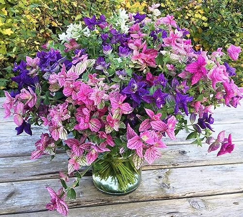Semillas Pintadas Salvia Mezcla Clary Tricolor Salvia Flores Anuales