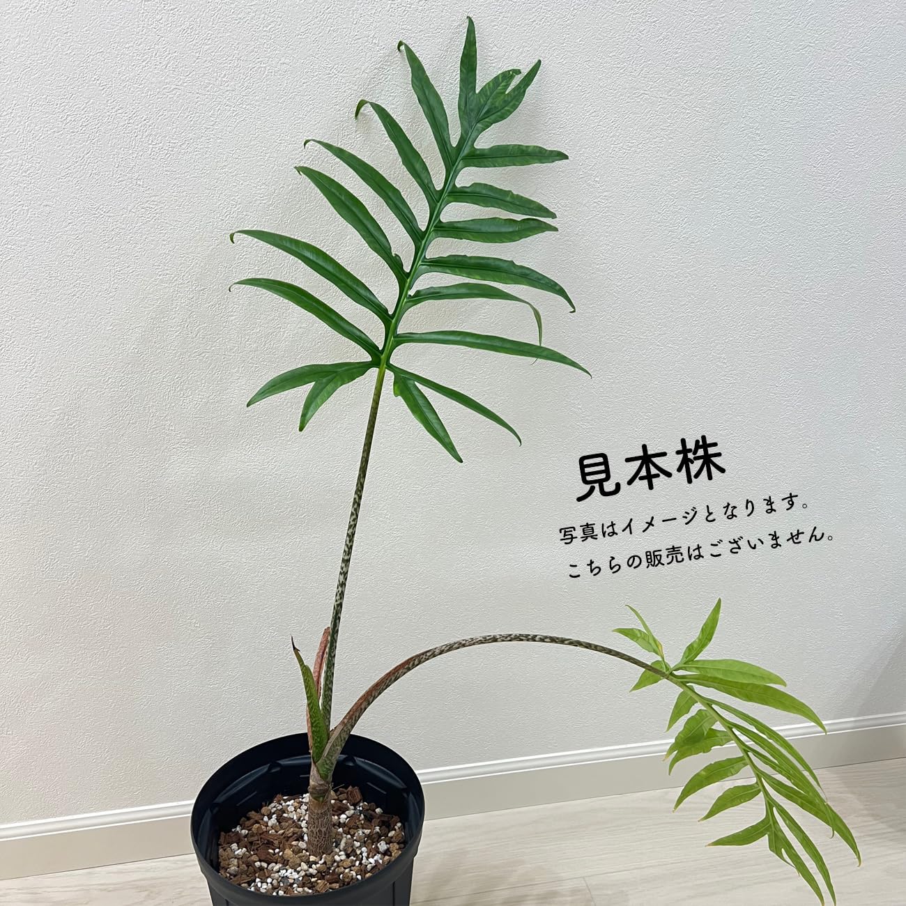 Amazon｜アロカシア ブランキフォリア 2.5号 幼苗 ネガミエル Alocasia