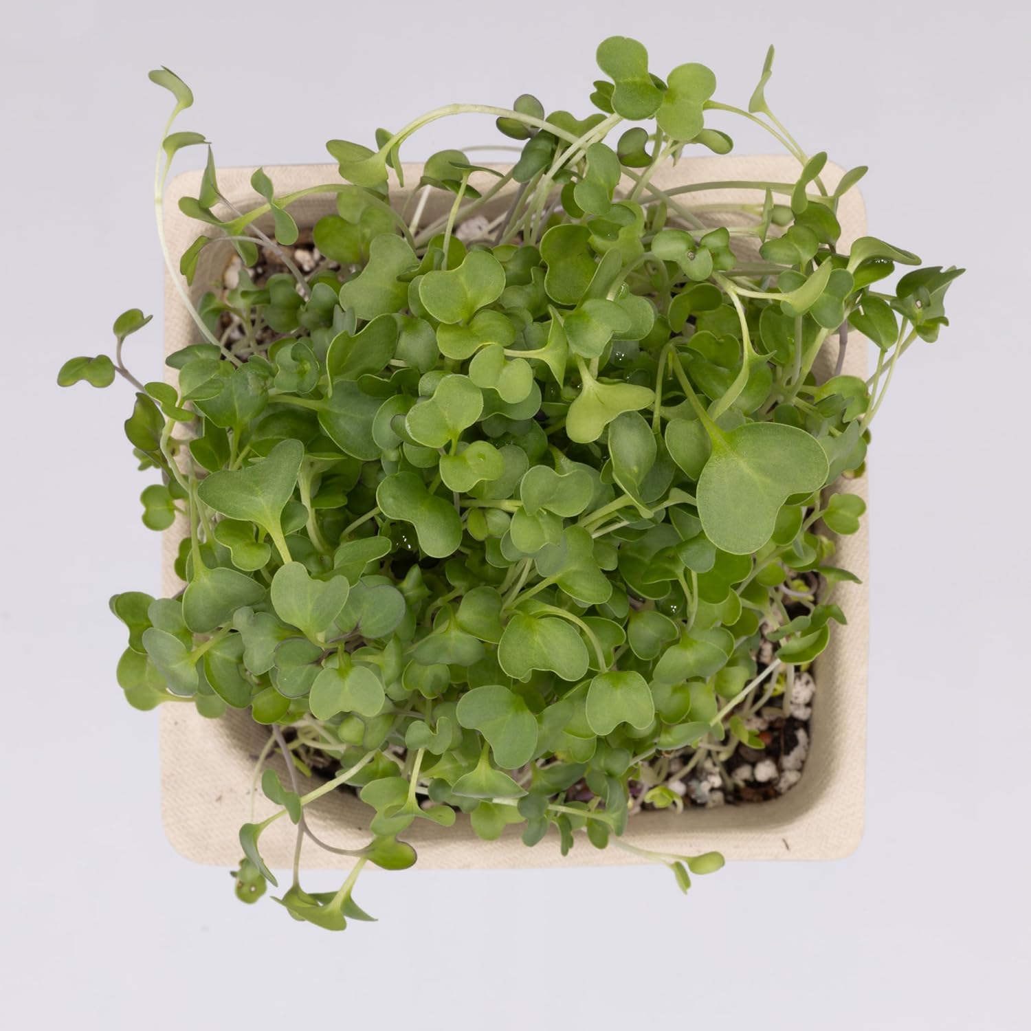 Smoothie Bundle Microgreen Seed & Soil - 9 Tray Pack