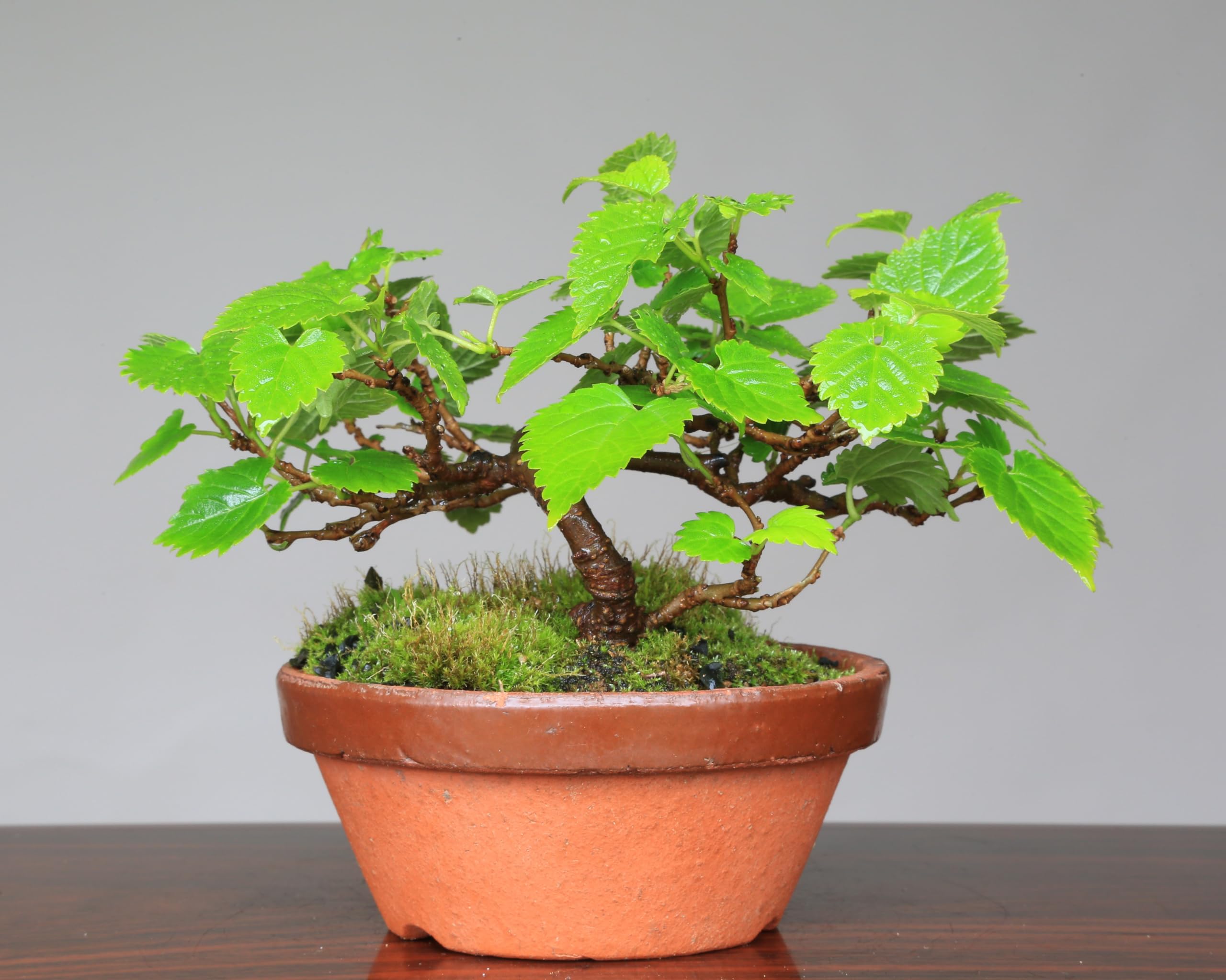 Amazon.co.jp: クワ【桑】ミニ盆栽【泰寿園 Online】 : DIY・工具