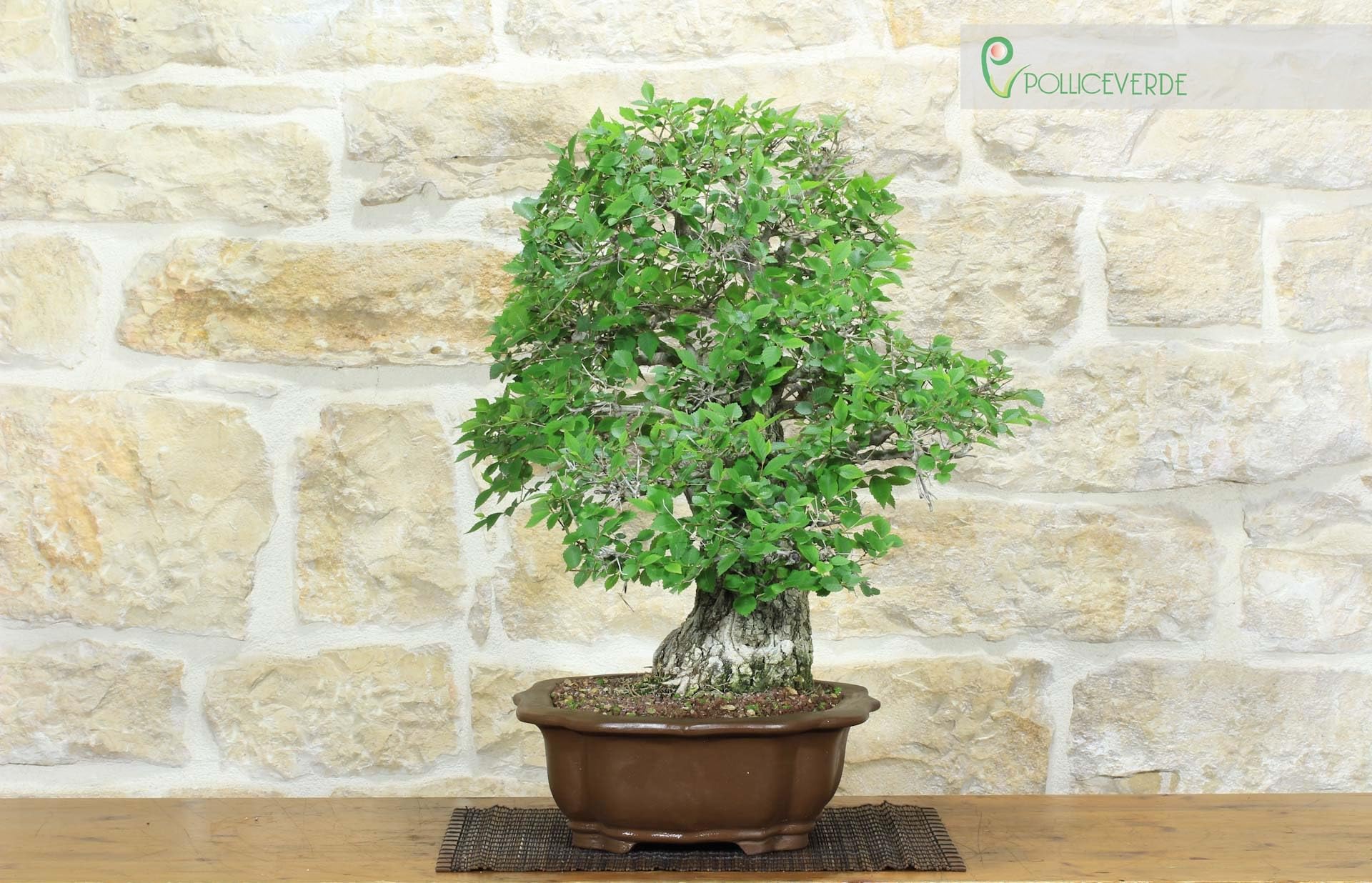 Bonsai di Olmo Campestre (54)