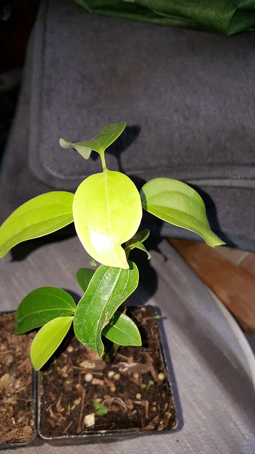 Cinnamon (Cinnamomum zeylanicum) - 1 Starter - 3" Tall - Ship in 3" Pot
