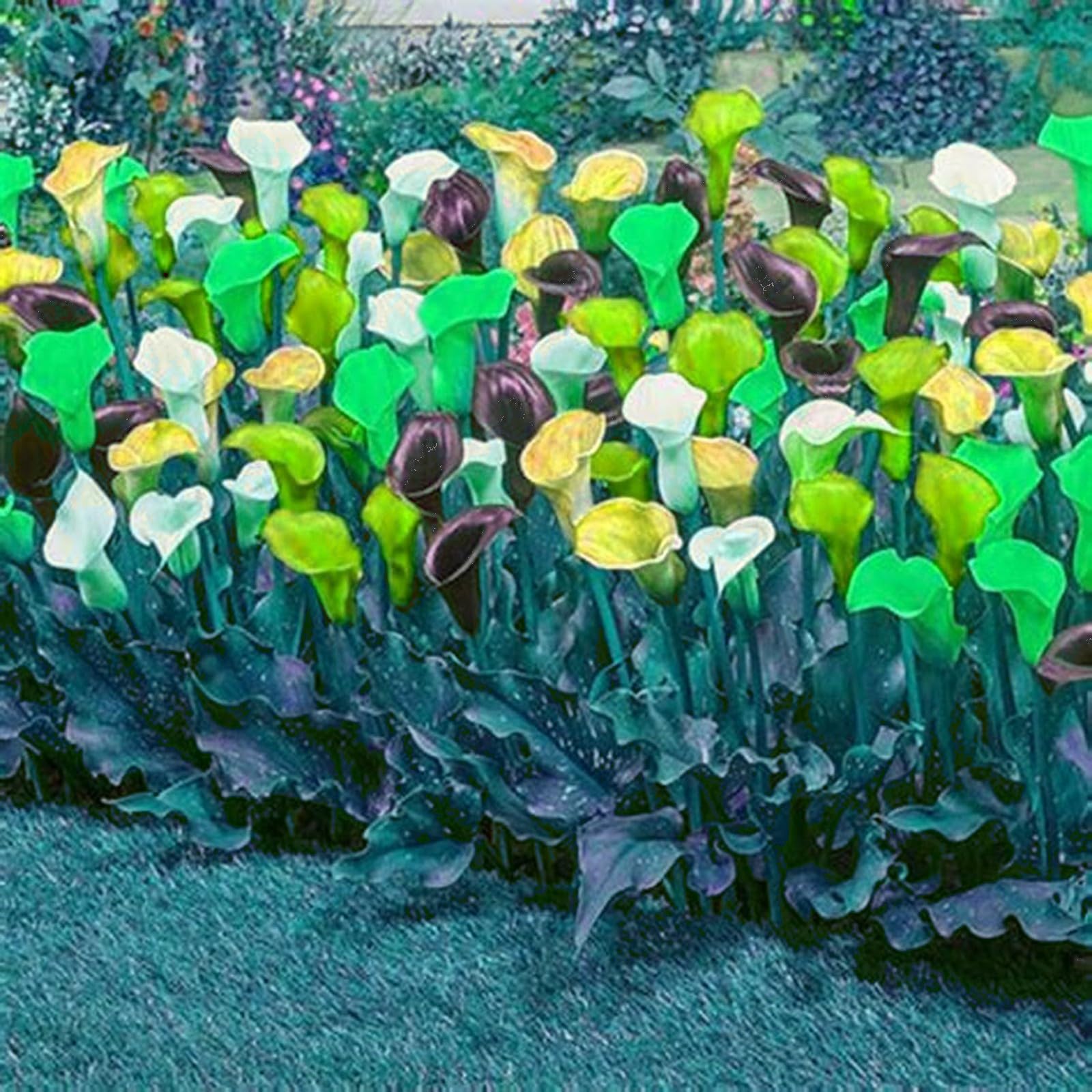 Calla Lily Bulbs Mix for Planting Now UK/Greening Flower/Good for Containers/Cut Flowers/Strong Plants That Grow Well/Natural Organic/Wedding Flowers.-8bulbs-F โ image 1