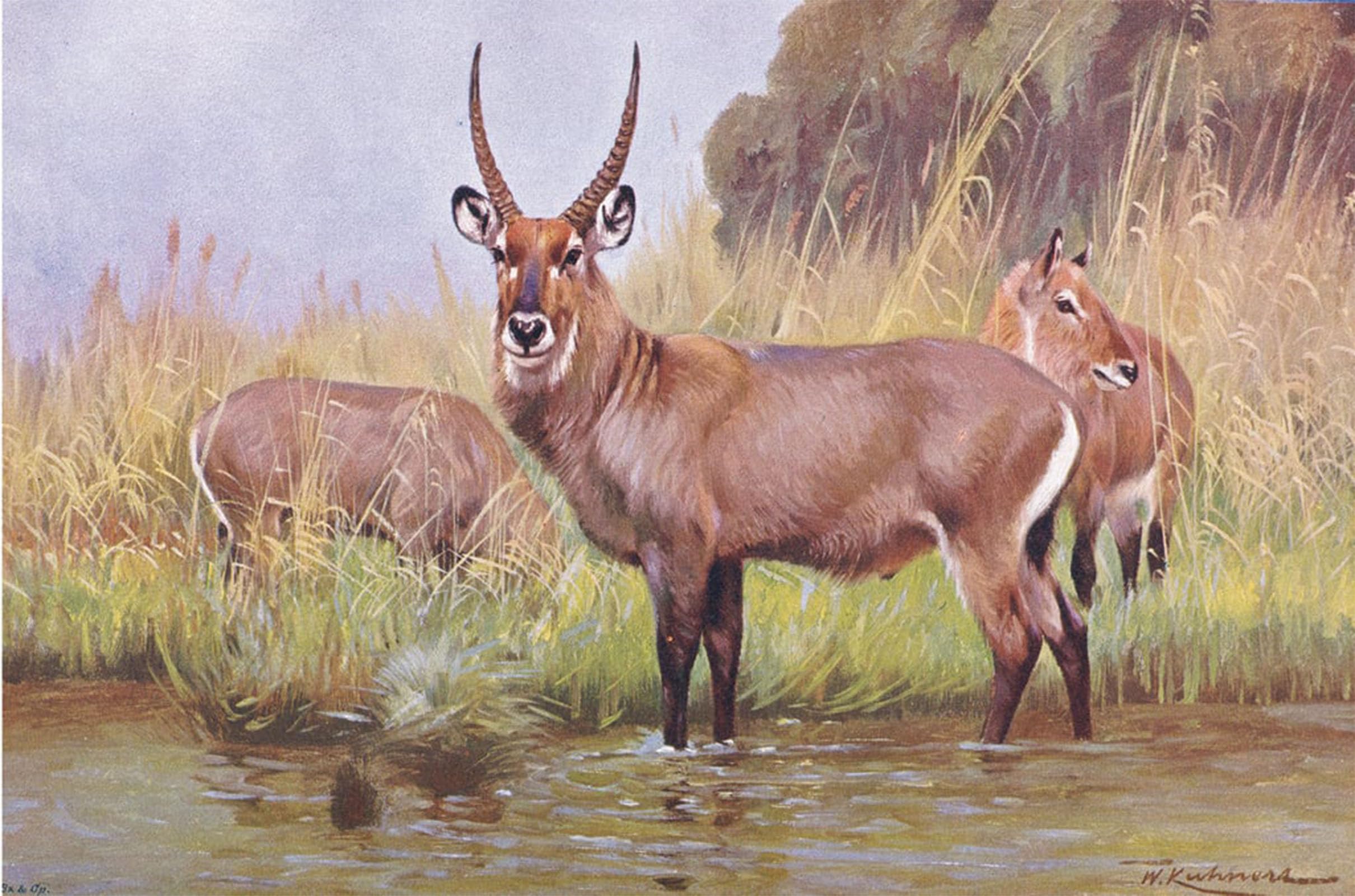 SERENDIPITP Vintage Picture Print on Canvas Wall Art Poster Water Buck Illustration Fromwildlife of the World by Wilhelm Kuhnert Artwork Print Poster for Wall Decor 60x90cm