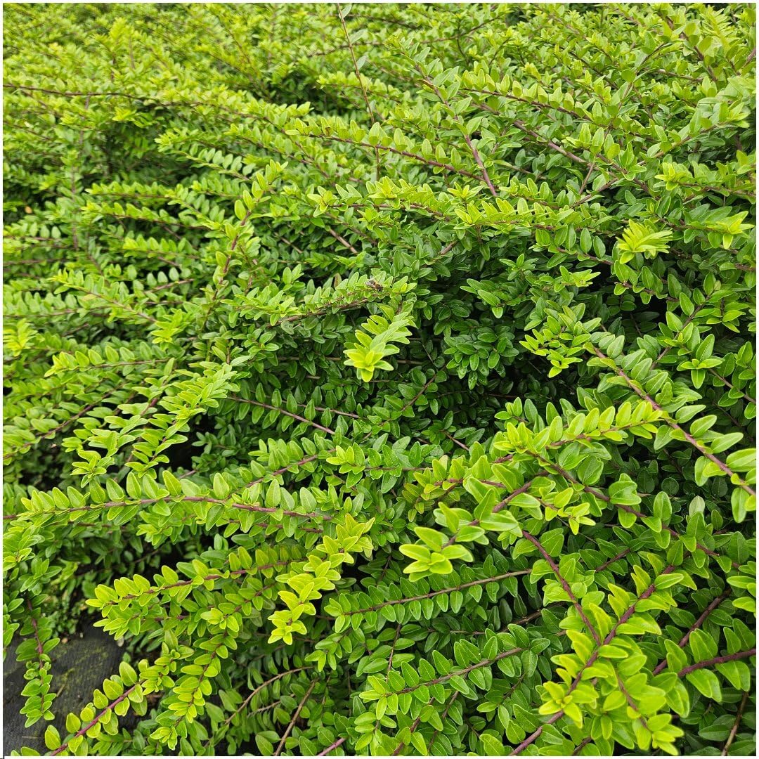 Plants by Frank Lonicera Nitida Maigrün, 60 plantes, Ø 9 cm