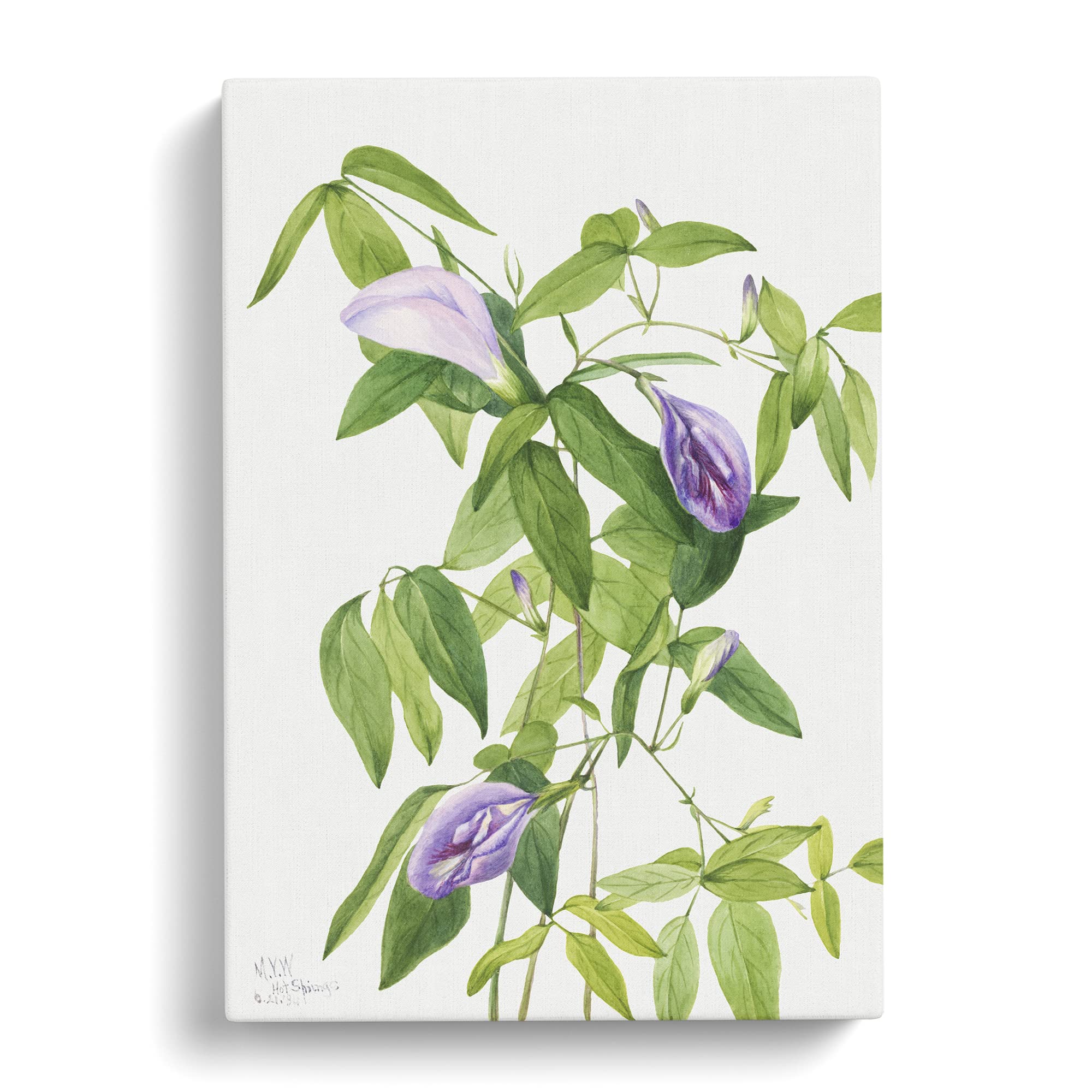 Butterfly Pea Flowers By Mary Vaux Walcott Canvas Print, Mixed, 25L x 50W cm - Image 3