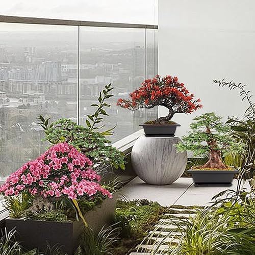 Miniatura 7 de Kit de inicio de bonsái, 5 semillas que crecen en abeto azul, boj chino, secuoya del amanecer, árbol de llama y árbol de Judas, incluye herramientas