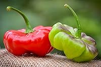 Vista 1 de Aji Cachucha - Paquete de semillas prémium de pimiento picante salpicado morado + más