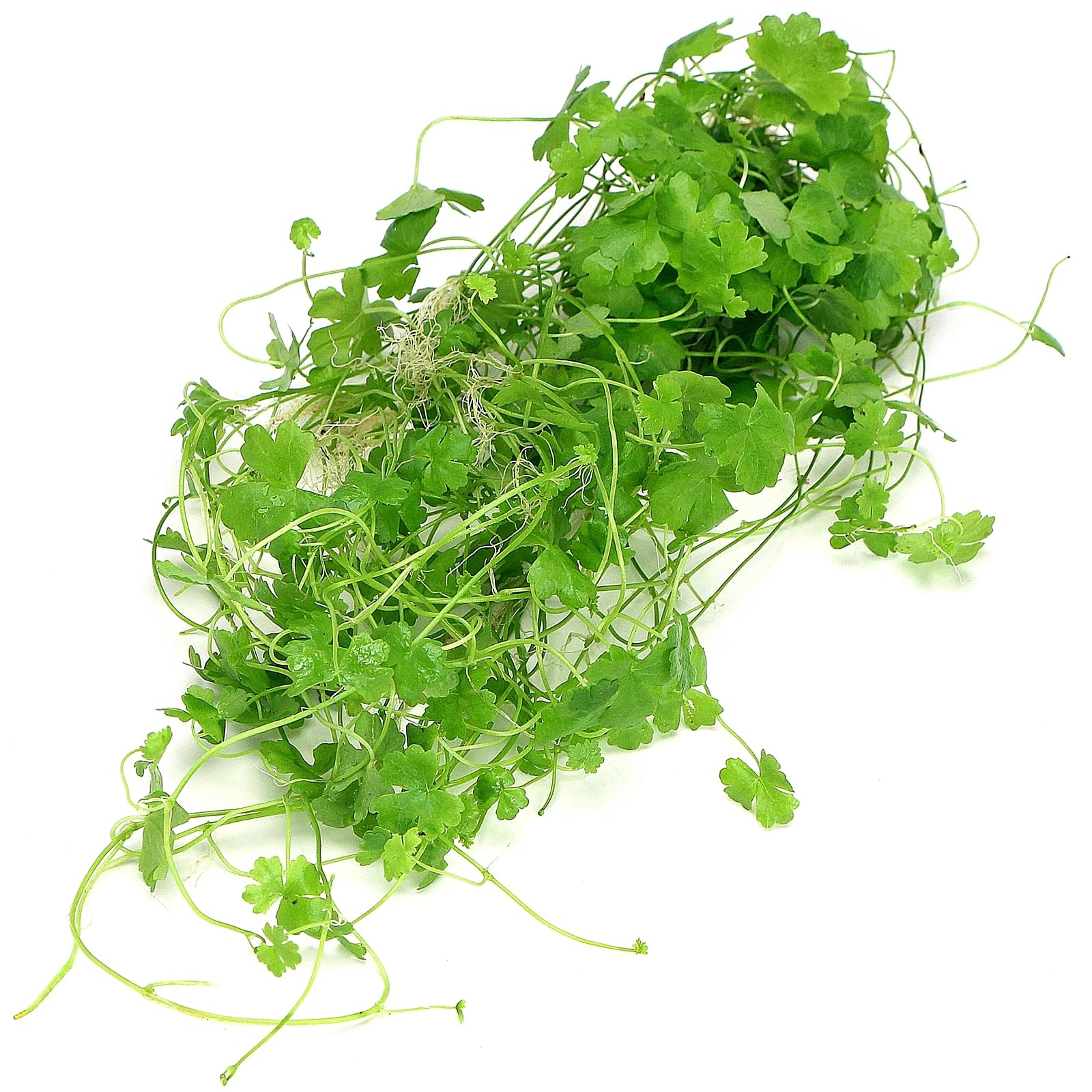 K2AQUA Hydrocotyle Tripartita sp Japan XL Live Aquarium Plants Delicate Creeping Growth Coin Shaped Leaves Foreground Midground Carpeting Easy Care Low Light for Freshwater Tropical Tank