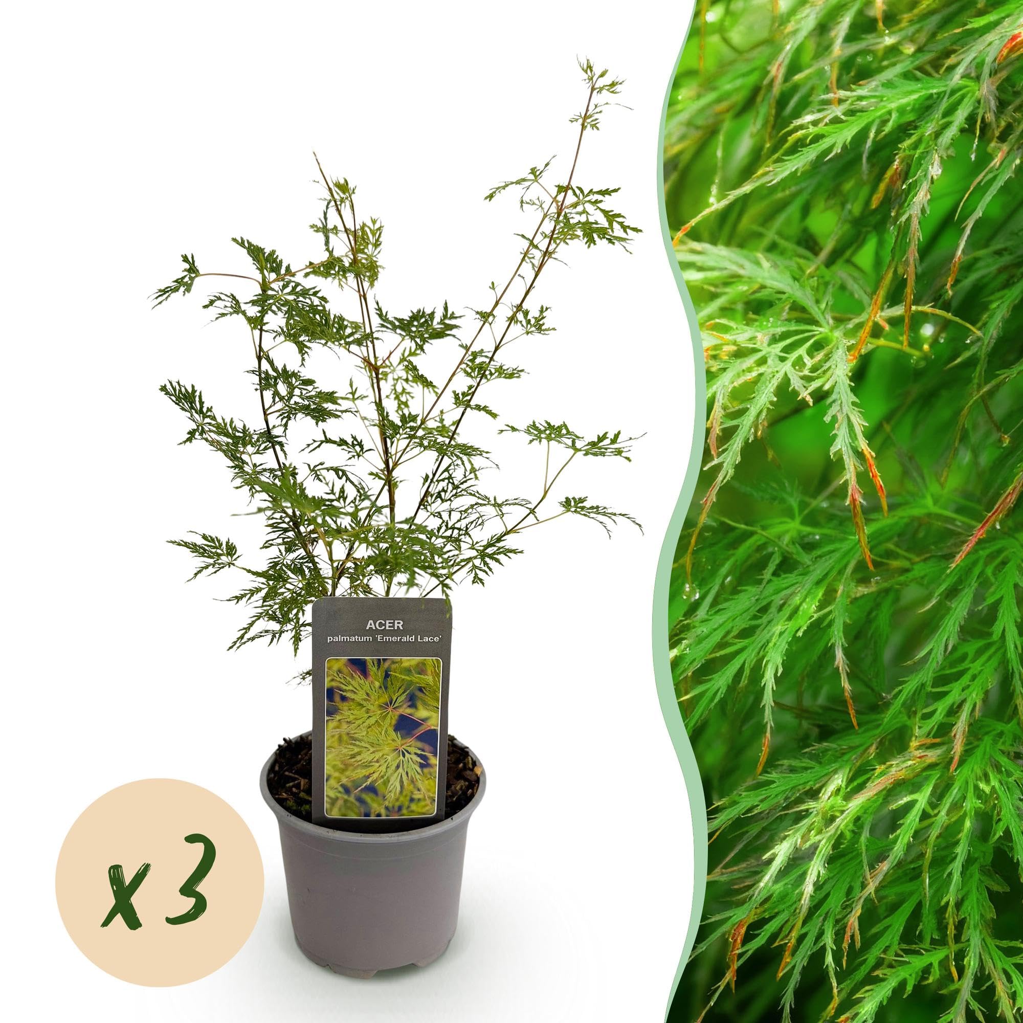 Acer Palmatum Emerald Lace, Piante da Esterno, Verde, Set da 3, H35cm