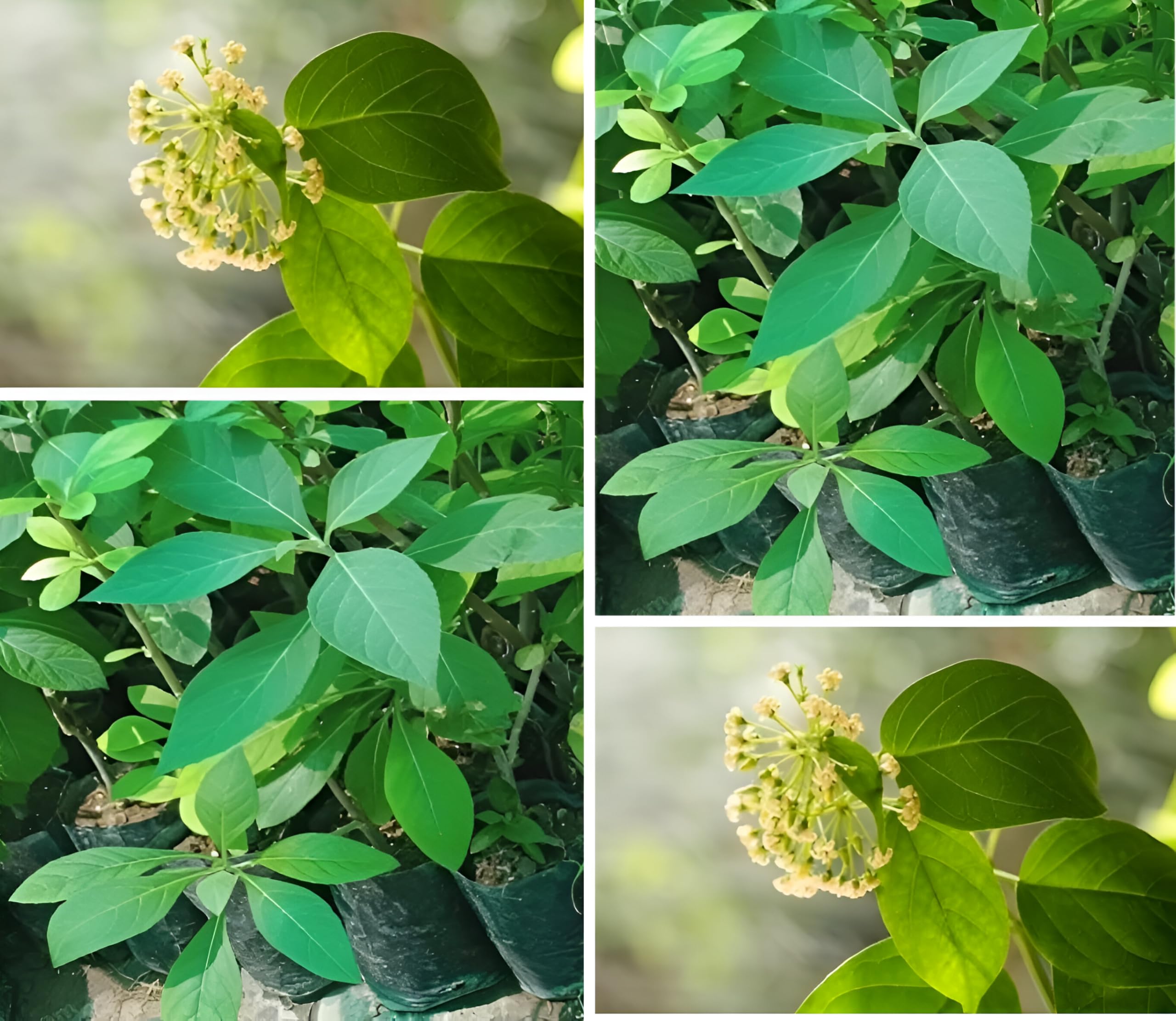 ABEFARIYA Gymnema Sylvestre Gudmar Plant |Gurmar Plant with Grow bag -(height 35-40 c.m.) for home gardening (Quantity 1)|Outdoor & Indoor Plant