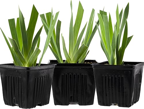 Miniatura 2 de Stargazer Perennials Poema de Éxtasis Planta de Iris Alemana Barbuda - Flores de lavanda rosa lila, fácil de cultivar planta perenne