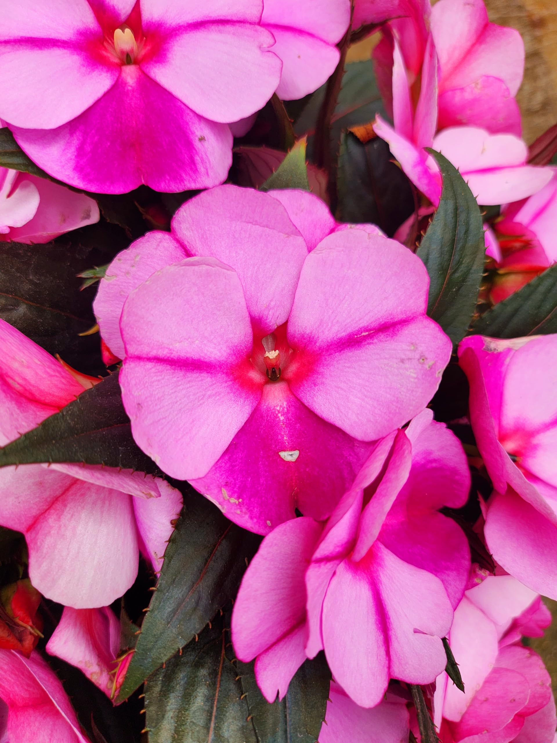 POWERS TO FLOWERS - IMPATIENS NUOVA GUINEA ROSA BICOLORE, 2 PIANTE, VASO 14CM, piante vere