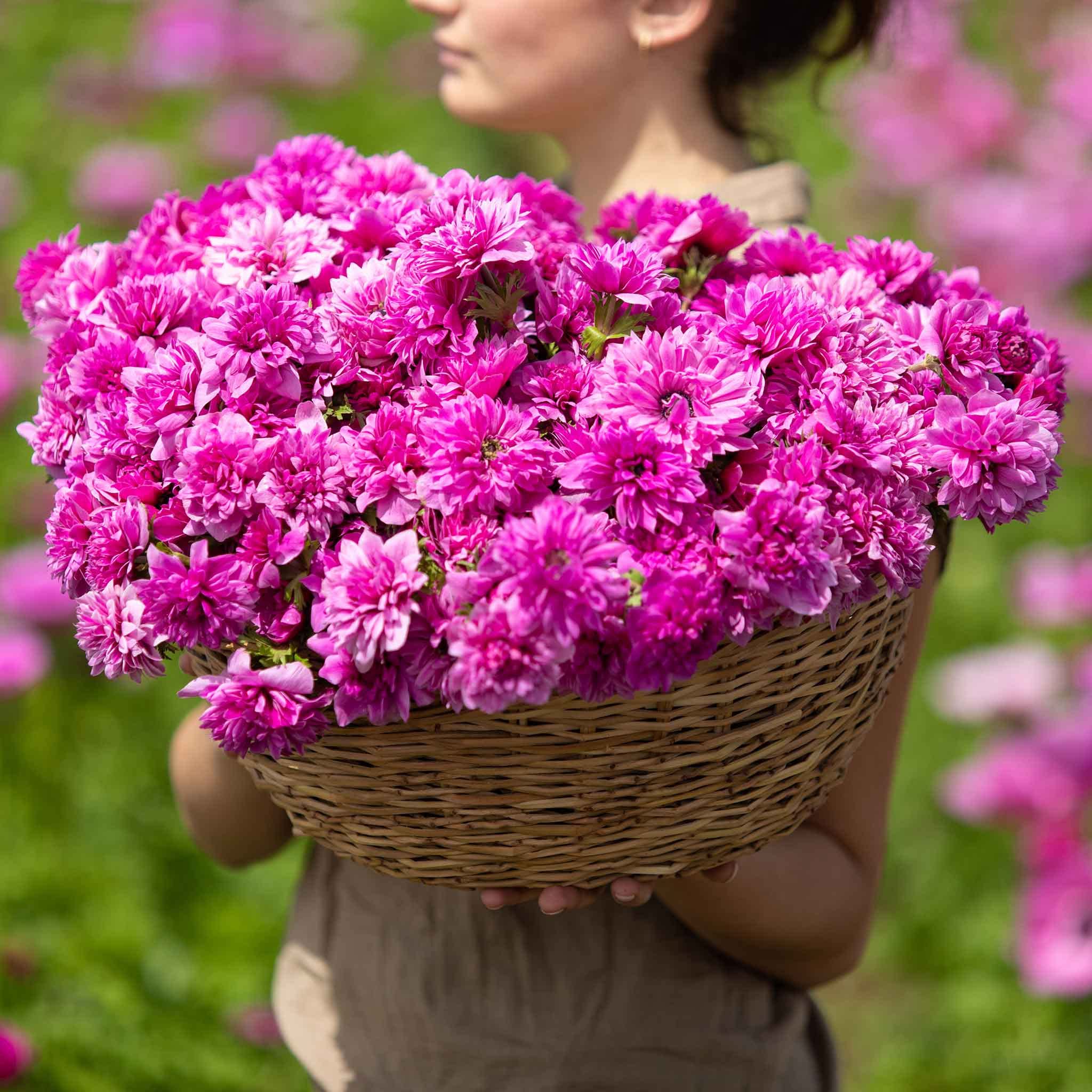 Eden Brothers Anemone Bulbs Fullstar Pink