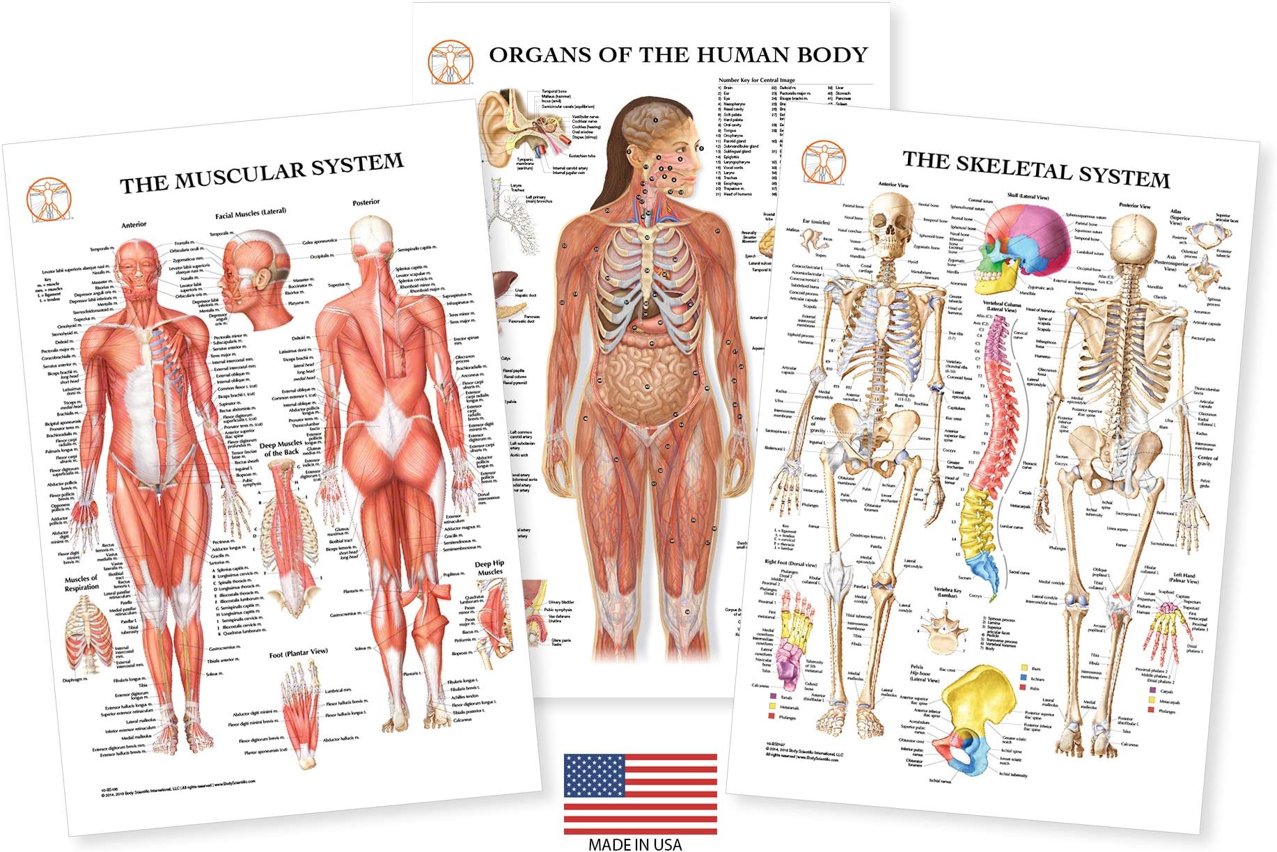 Human Body Anatomy Laminated 3 Poster Set Includes Skeletal System Muscular System and Organs of the Human Body Medical Charts Nursing Medical Student Gifts 13"x19" Professional