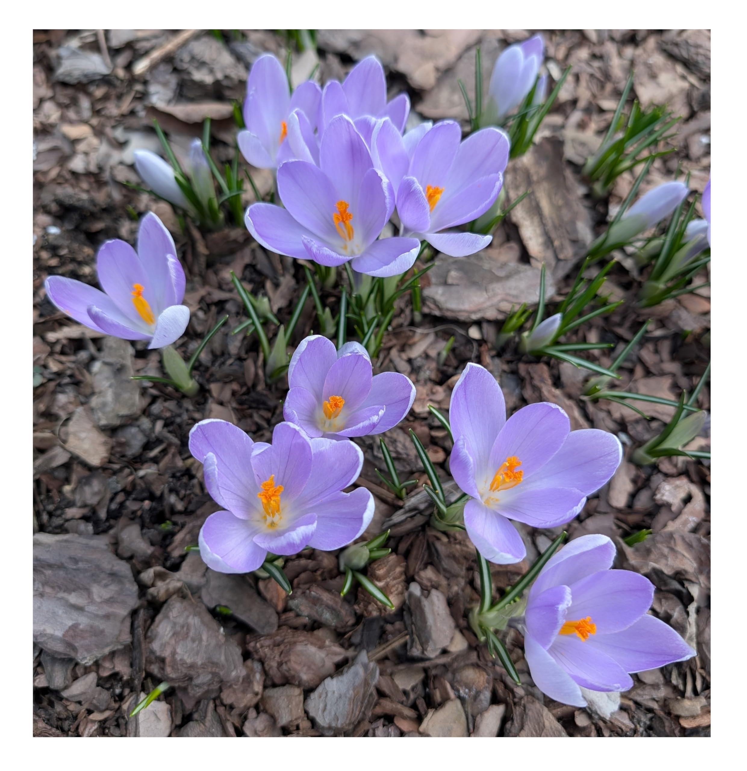 10x Crocus Grand Maitre Large Flowering Bulbs Early Spring Blooming Ready for Planting Now Hardy Easy to Grow Bee Friendly Perennial