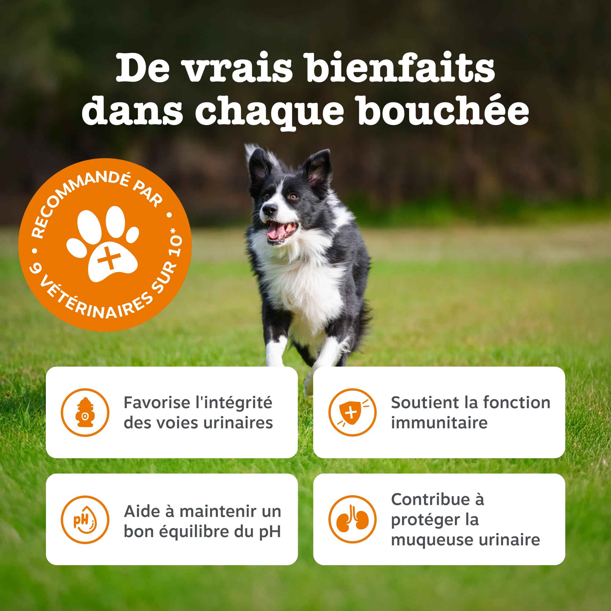 Zesty Paws Bouchées Soin Urinaire Chien | Voies Urinaires, Immunité, Équilibre du pH | Cranberry, D-Mannose, Vitamine C | Saveur Dinde | Usage Quotidien | 90 Bouchées