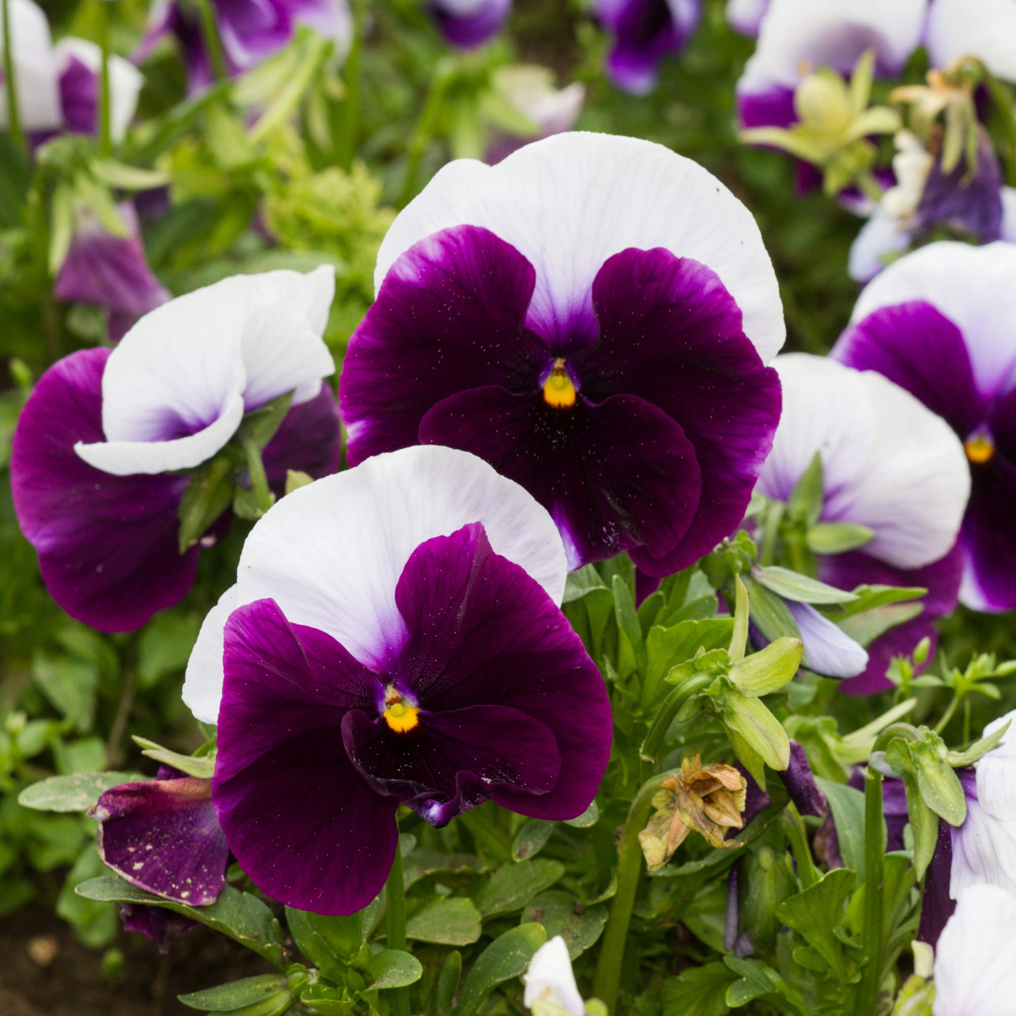 Buy online here Pansy Beaconsfield Bedding Plant 6 Pack Garden Ready