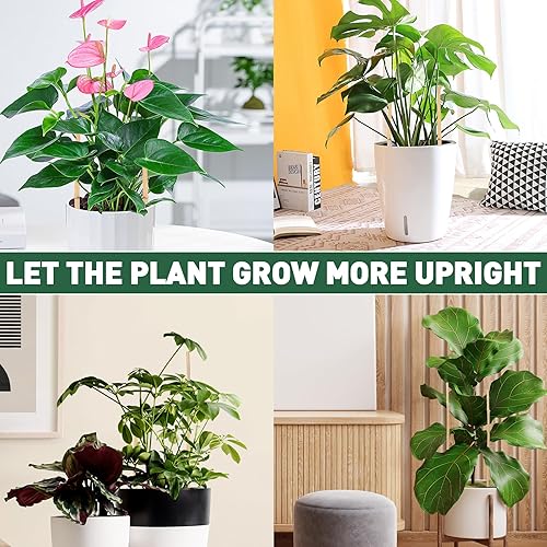 Miniatura 5 de Varillas de bambú para plantas trepadoras de 16 pulgadas, 60 estacas de bambú natural con 100 lazos giratorios, palitos de tomate de jardín, estacas