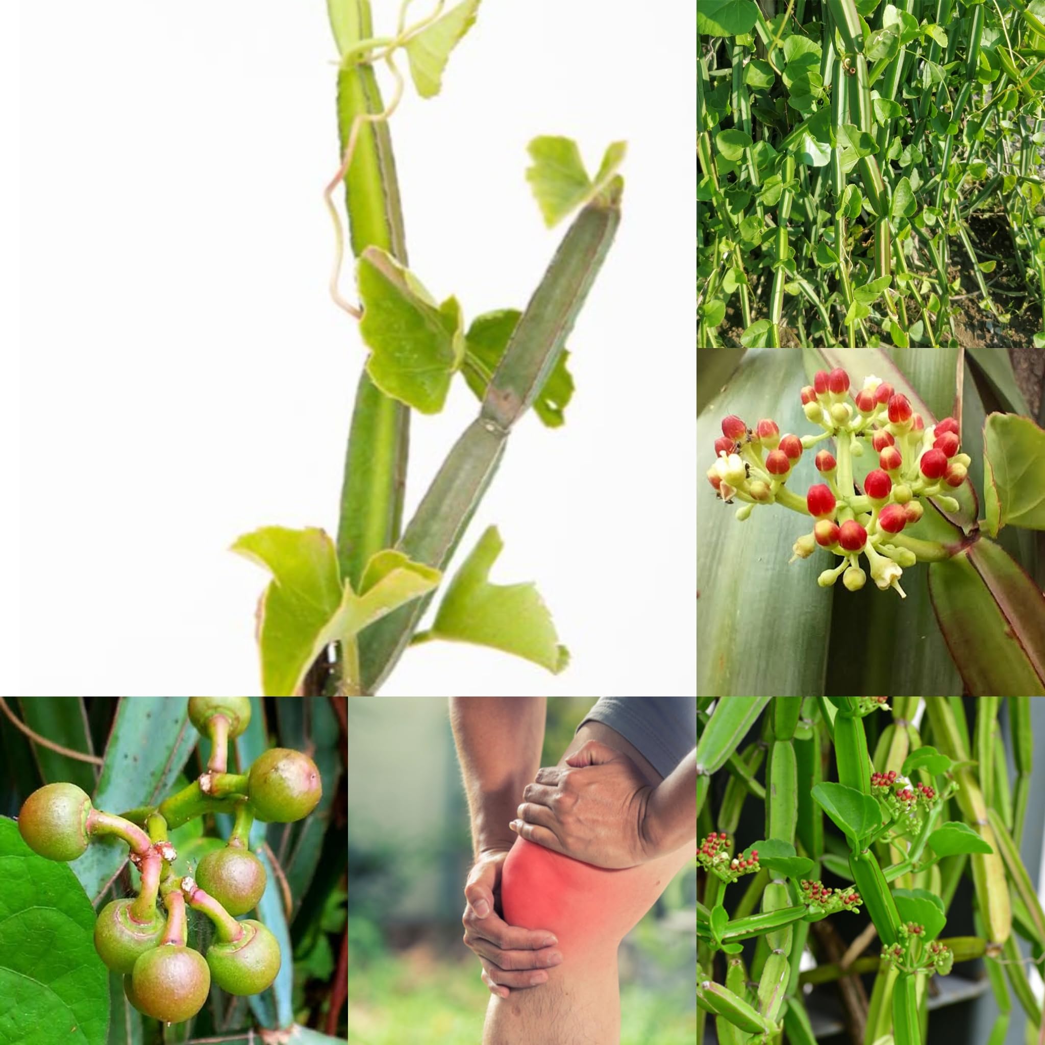 SISA GARDEN Hadjod Plant Live Pirandai Plant Useful Medicinal Plant for Bone Healing And Pain relieving (1 Live Plant) (B0CW1LJLLV) Amazon Price History, Amazon Price Tracker