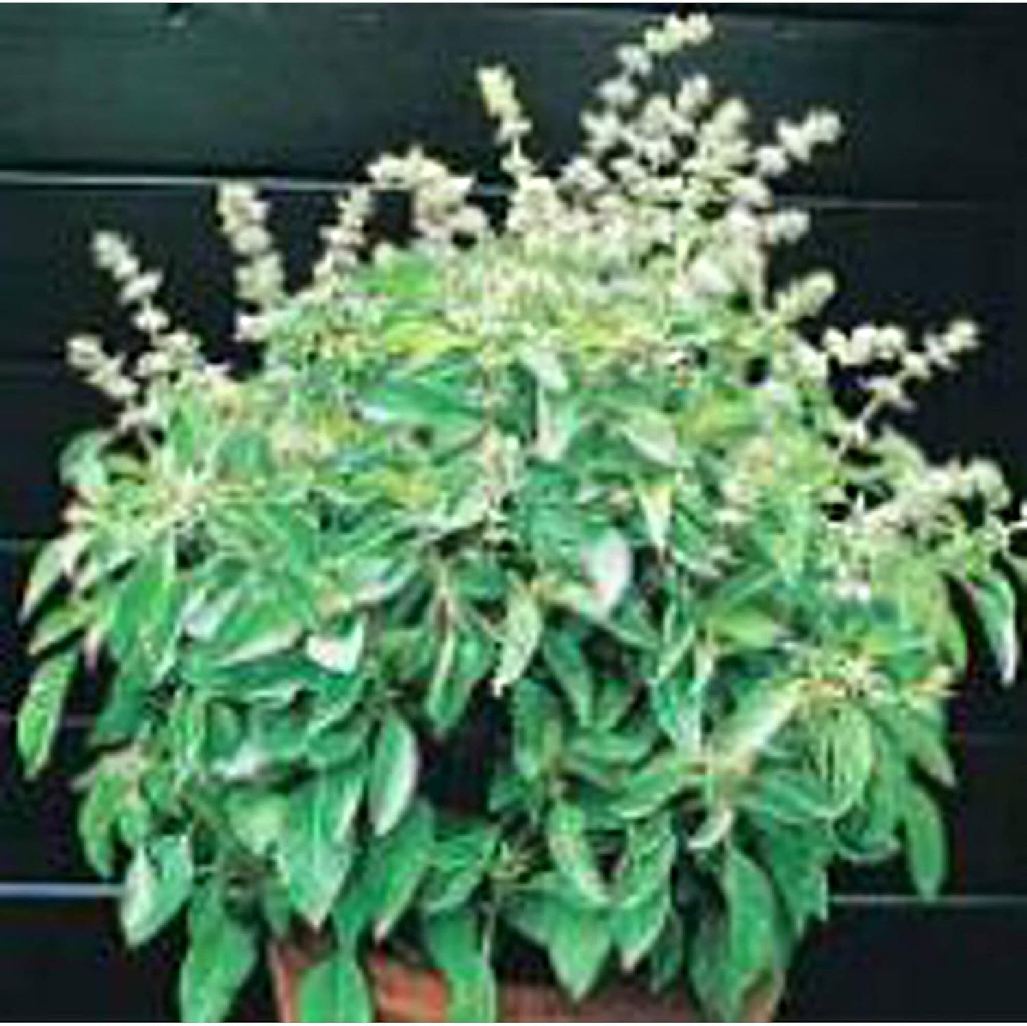 Lime Basil Seeds (((100 Seed Packet))) (More Heirloom, Non