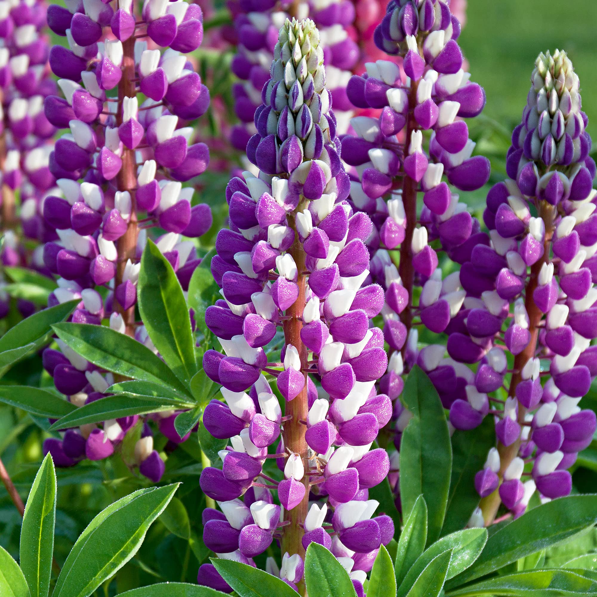 Lupin Blacksmith - Stunning Lupinus Garden Ready Potted Plants - Outdoor Perennial in Pot - Hardy Purple and White Flowering Plant (9cm Pot, 10-20cm)