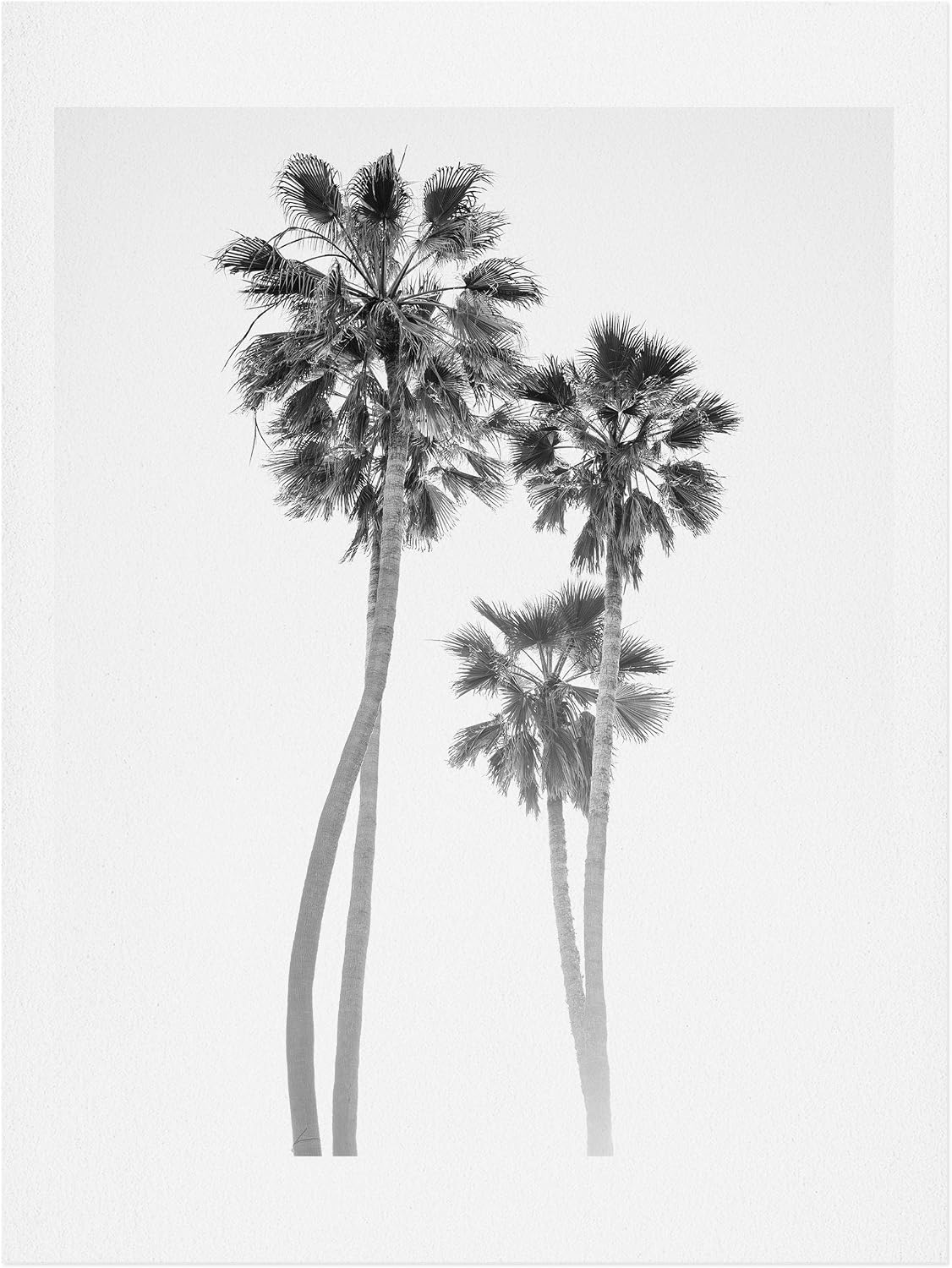 Deny Designs Bethany Young Monochrome California Palms Art Print, 8" x 10", White