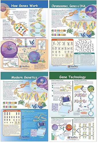 NewPath Learning - Juego de 4 tablones de anuncios de cromosomas 94-7002