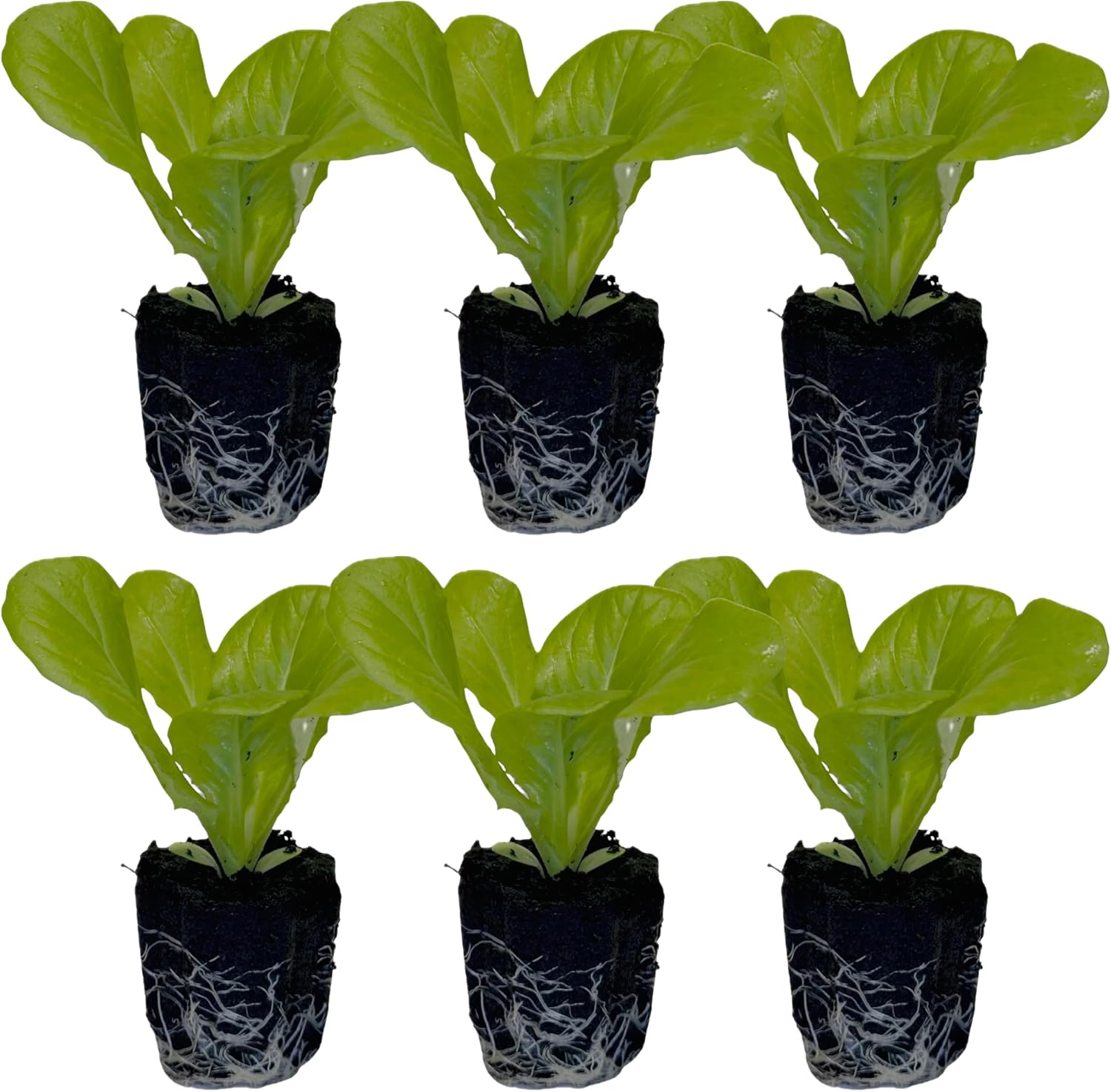 Butter Lettuce Seedlings: Ready-to-Plant, Starts, Starters, Plugs, Garden Ready, Live Plants, Transplants, Pre-Sprouted, Soil & Hydroponic Gardens (6 seedlings)