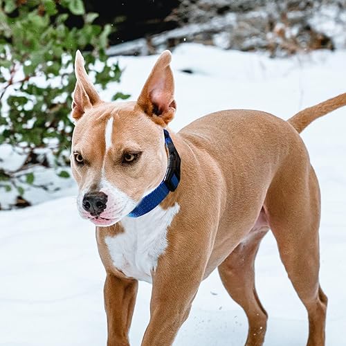 Miniatura 4 de LUCKYDC Collar Martingale para entrenamiento de perros Collares reflectantes ajustables con hebilla sin tirones evita que se deslice para perros