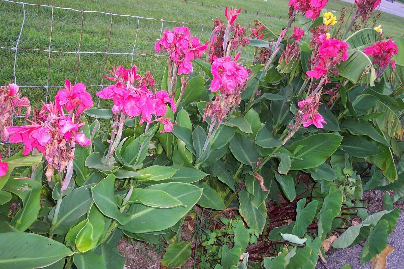 Germination Seeds: 20 Seeds: USA Heirloom Organic Stella Cherry Tree 10-80 Seeds (Container)