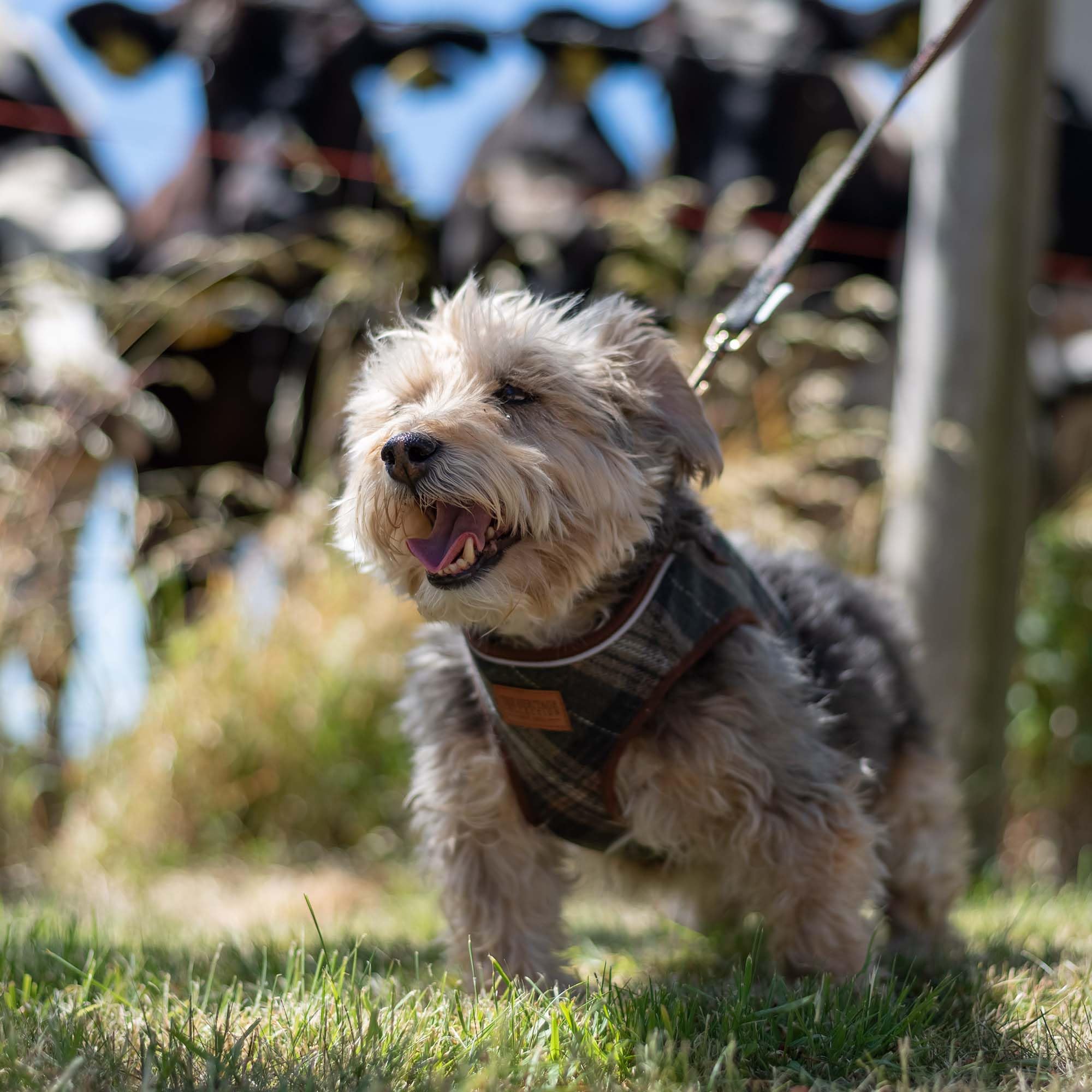 Ancol Step In Dog Harness Country Check - Comfortable Pet Puppy Accessory with Reflective Band & Snap Buckle - XS - Image 3