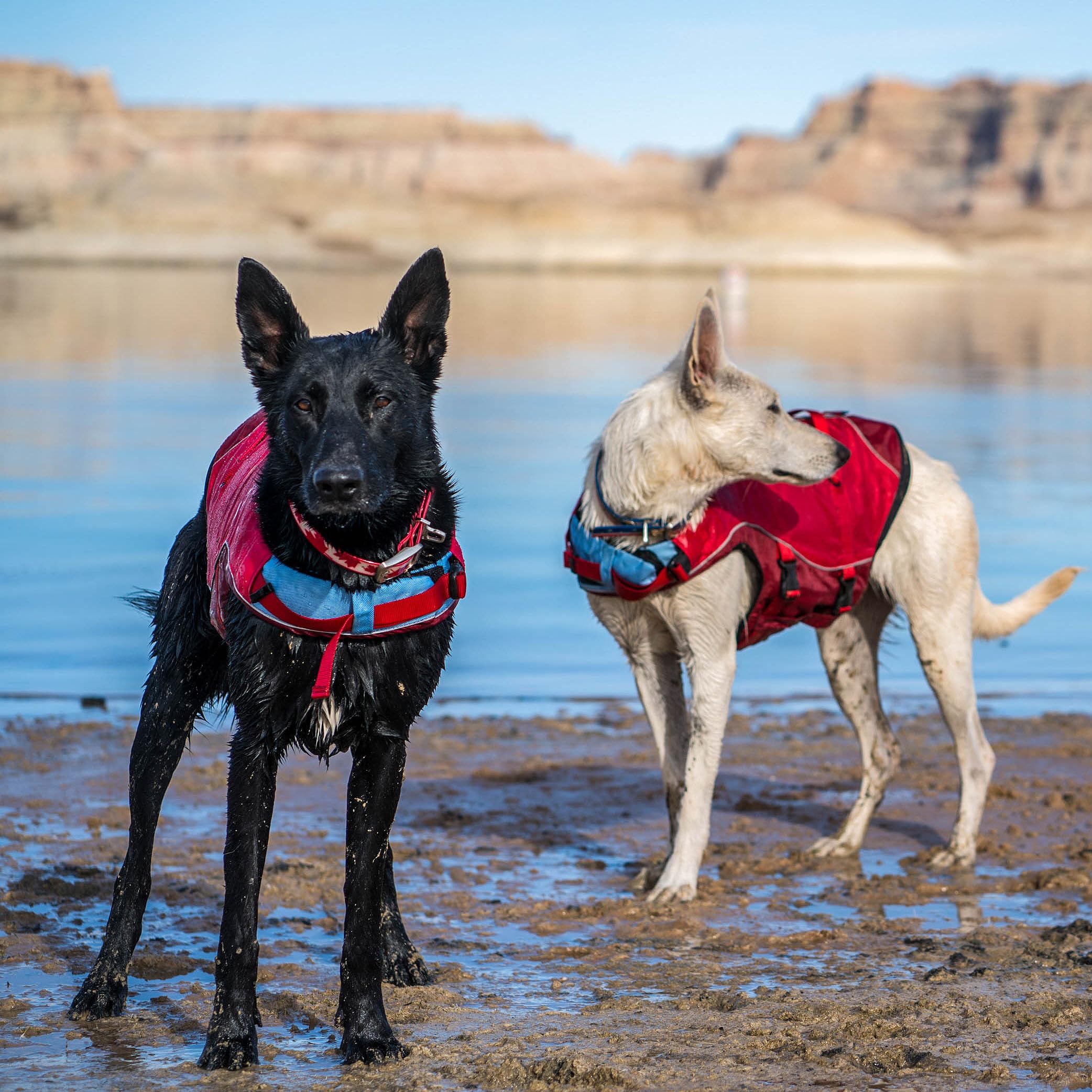 Kurgo Gilet de Sauvetage Surf n’ Turf pour Chien, Veste Gonflable Réfléchissante Réglable Rouge Taille M