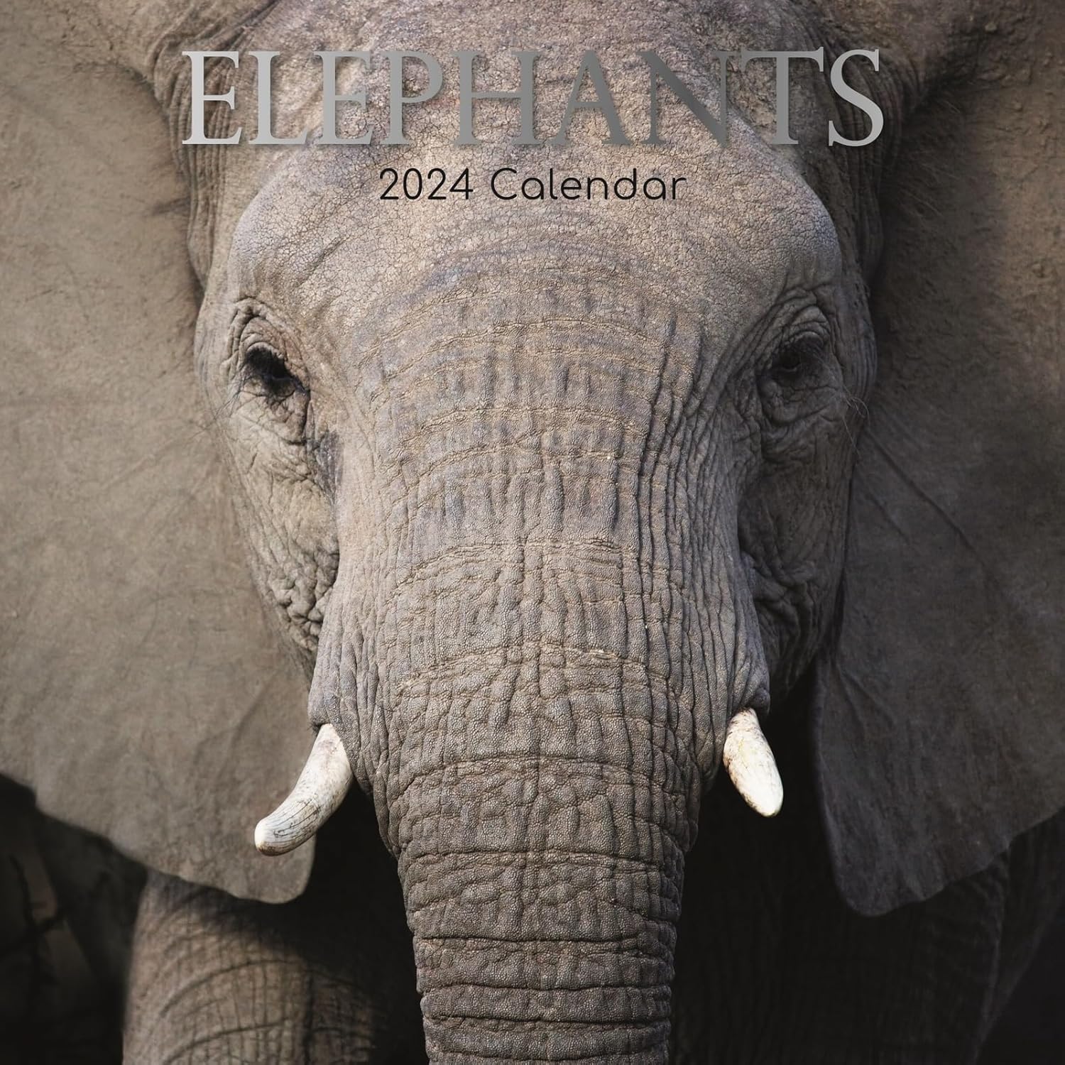 Wandkalender 2024 - Elefanten - Elephants - Kalender auf Englisch mit 